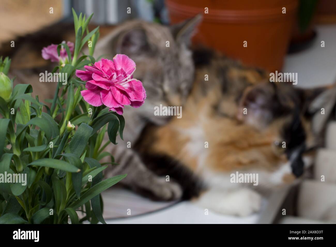 Gray and three-colored cats on the windowsill Stock Photo