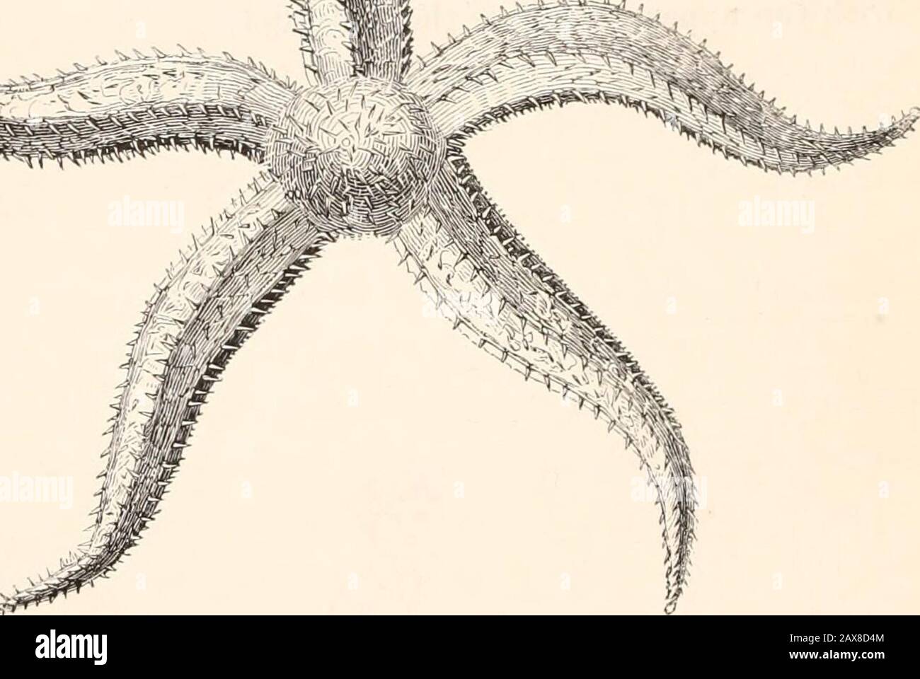 A history of British star-fishes, and other animals of the class Echinodermata . Ui=A.. Genus Uraster. Agassiz. Generic Character.—Body stellate, few-rayed ; rays rounded, spinous ; avenuesbordered by three sets of spines ; suckers quadriserial. SPINY CROSS-FISH. Uraster glacialis. Lin. Ag. Specific Character.—Rays long, pentangular, the angles with large strongspines ; avenues regularly tapering. Astcrius glacialis, Linn. Lam. Anim. sans Vert. 1 Edit. II. p. 861, No. 26 ; 2 Edit. III. p. 248. Muller, Zool. Dan. Prod. 2838.Asterias echinophora, Della Chiagi, Mem. vol. II. p. 356. pi. xviii. f. Stock Photo
