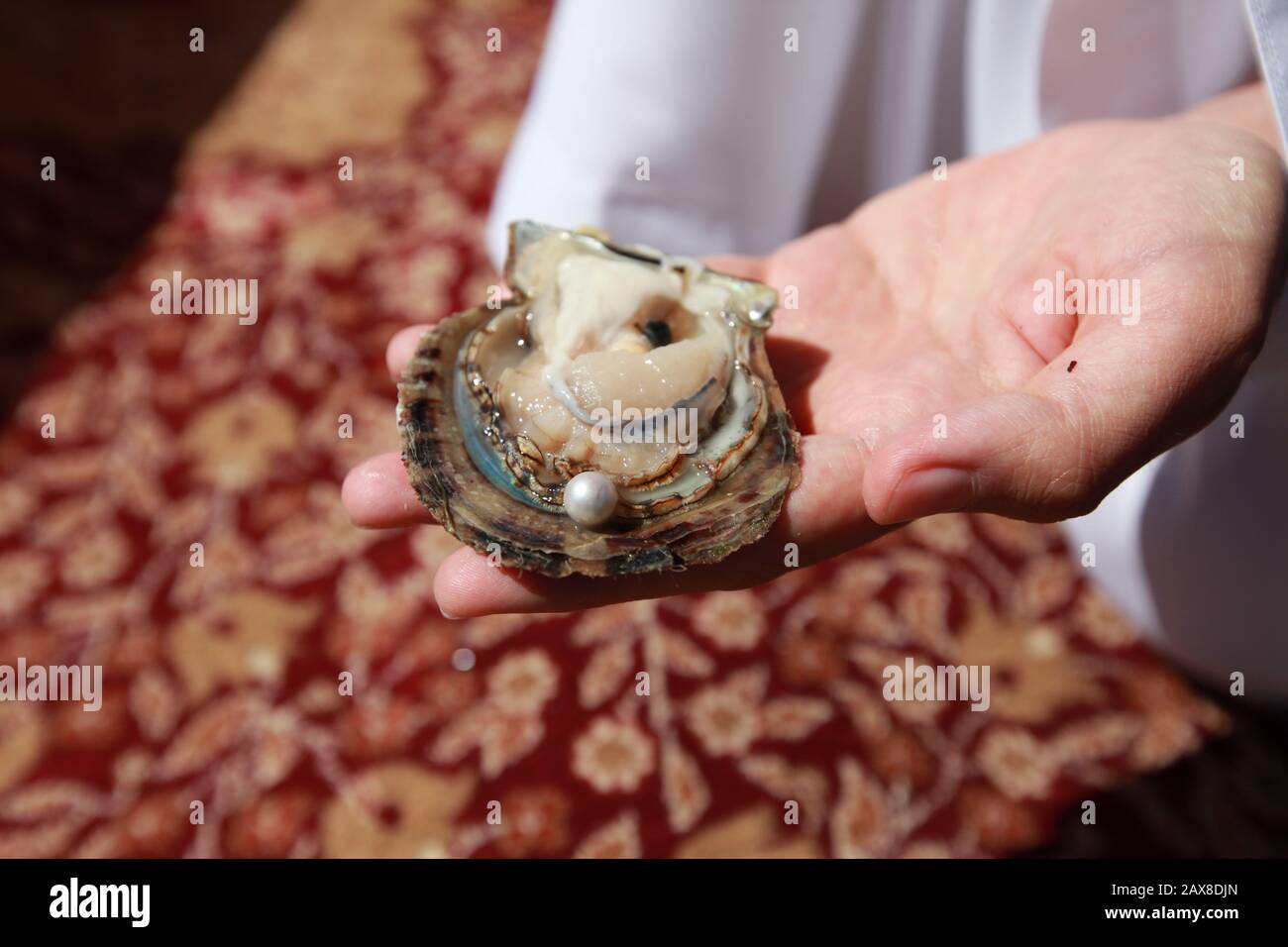 An oyster with a pearl in Ras Al Khaimah Stock Photo Alamy