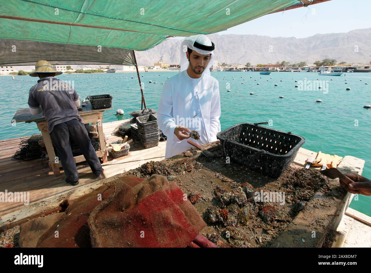 Pearl farming in Ras Al Khaimah Stock Photo Alamy