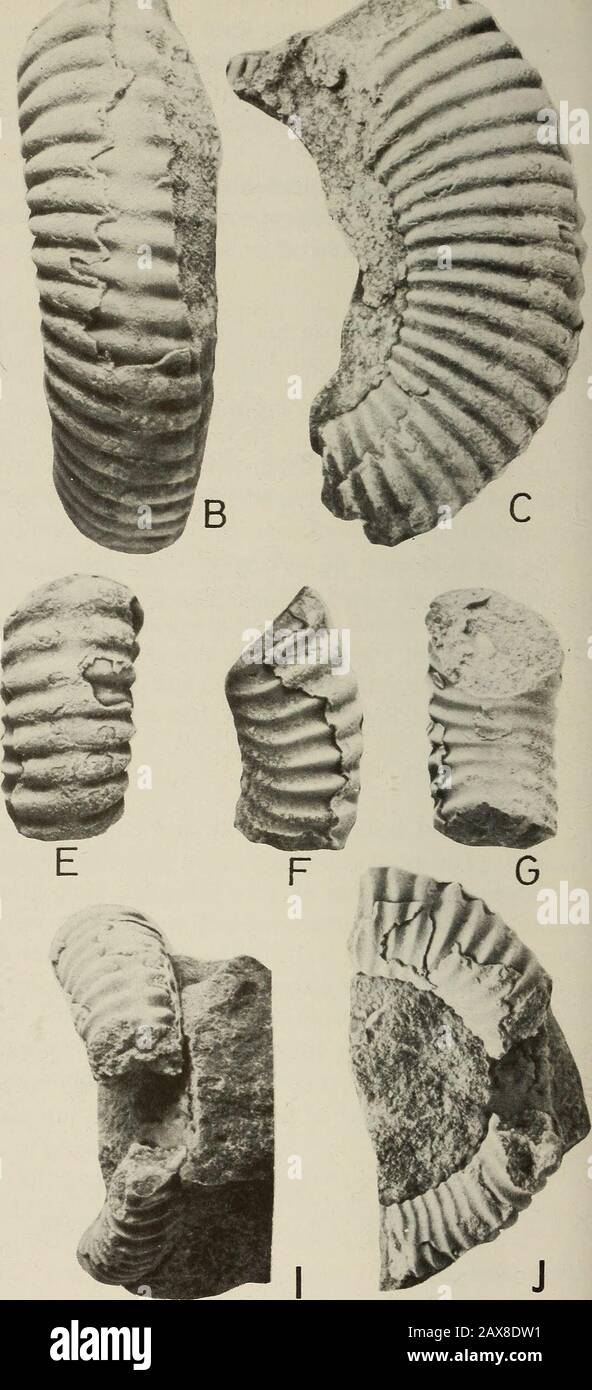 Annals of the South African Museum = Annale van die Suid-Afrikaanse Museum . Fig. 75. A, D, H. Helicancyloceras (Nonyaniceras) sp. indet. BMNH C79698 from locality166, Zululand, Aptian III. x 2. B-C. Helicancyloceras (Helicancyloceras) vohimaranitraensis(Collignon, 1962). BMNH C79704 from locality 166, Zululand, Aptian III. x 2. Transitionalto H. (H.) densecostatum. E-G. Helicancyloceras (Helicancyloceras) vohimaranitraensis(Collignon, 1962). BMNH C79705 from locality 166, Zululand, Aptian III. I-J. Helicancylo-ceras (Helicancylo ceras) densecostatum sp. nov. BMNH C79706 from locality 166, Zul Stock Photo