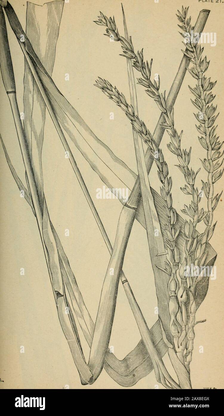 The agricultural grasses and forage plants of the United States; and such foreign kinds as have been introduced . Plate 20. Setaria glauca, Pigeon grass. UKRX-DEL. Plate 21. Tripsacum dactyloides, Gama grass. - i &lt;?i Stock Photo