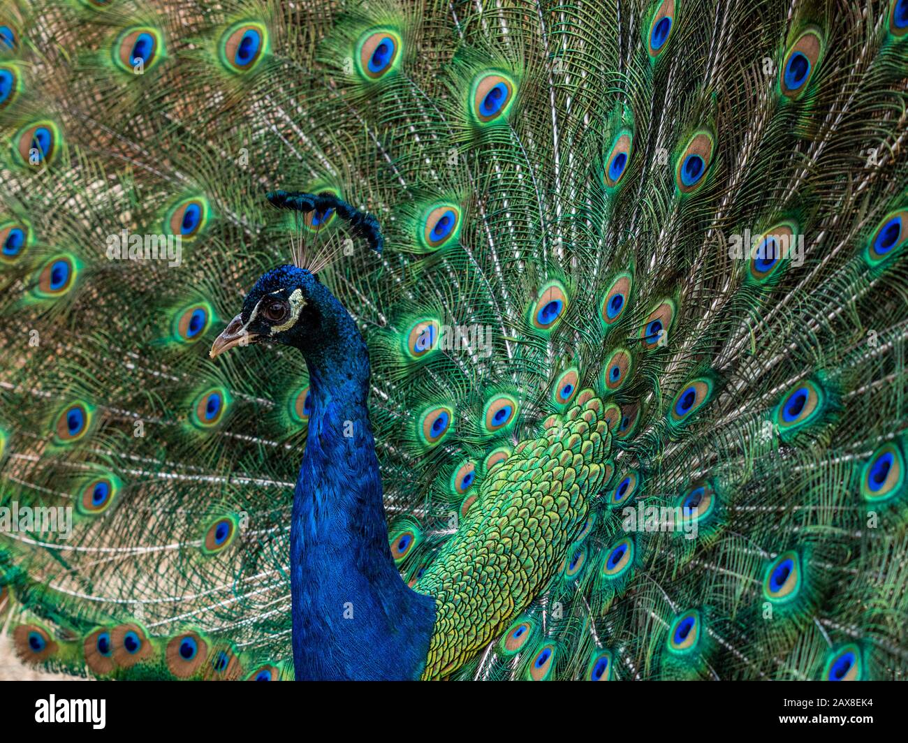 Male indian peacock hi-res stock photography and images - Alamy