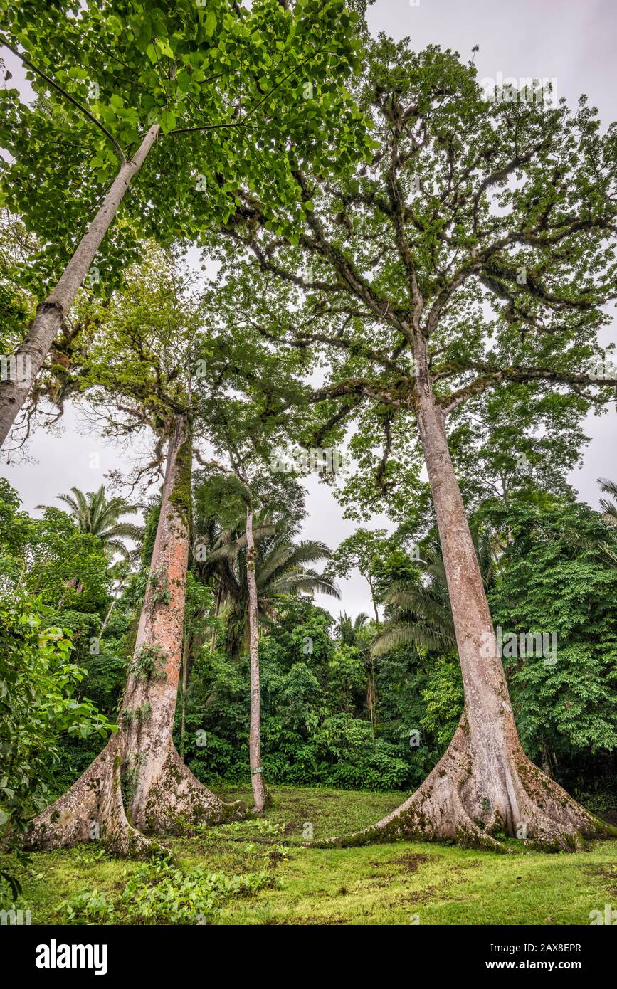 Ceiba trees, Ceiba Pentandra, at Caracol, Maya ruins, Chiquibul Forest, rainforest in Cayo District, Belize, Central America Stock Photo