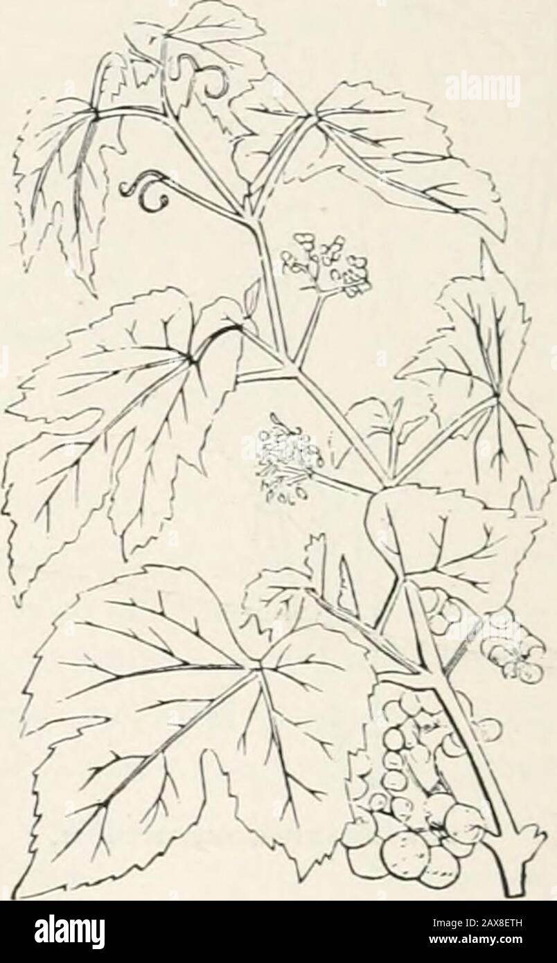 The American journal of horticulture and florist's companion . NYCTOCALOS THOMSONI.. VITIS HETEROPHYLLA {var. HUMUHFOLIA.) Vine (Bot. Mag., t. 56S2). —Ampelideas. An extremely pretty Japanese vine,which is quite hardy in this country, and well adapted for clothing walls andtrellises. The stems are bright red ; the leaves resemble those of the hop ; theberries are pale blue. Begojiia rosajlora, Rose-flowered Begonia (Bot. Mag., t. 56S0). — Begoniaceas.Another charming begonia, with large rosy-pink flowers. It is stemless, withconcave orbicular leaves borne on red stems and three-flowered scapes Stock Photo