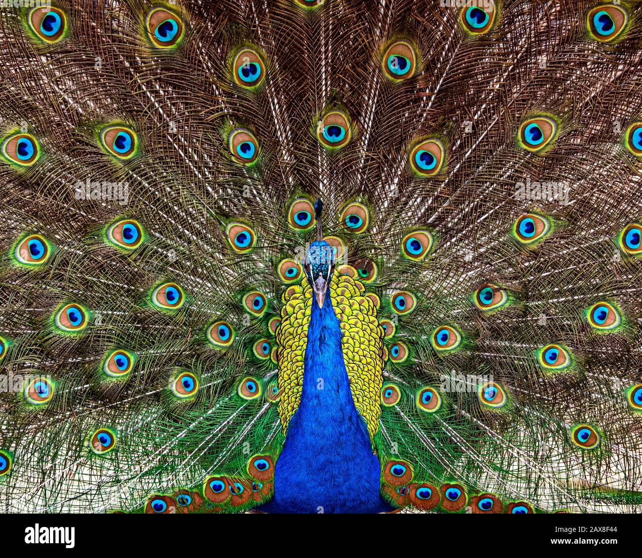Male indian peacock hi-res stock photography and images - Alamy