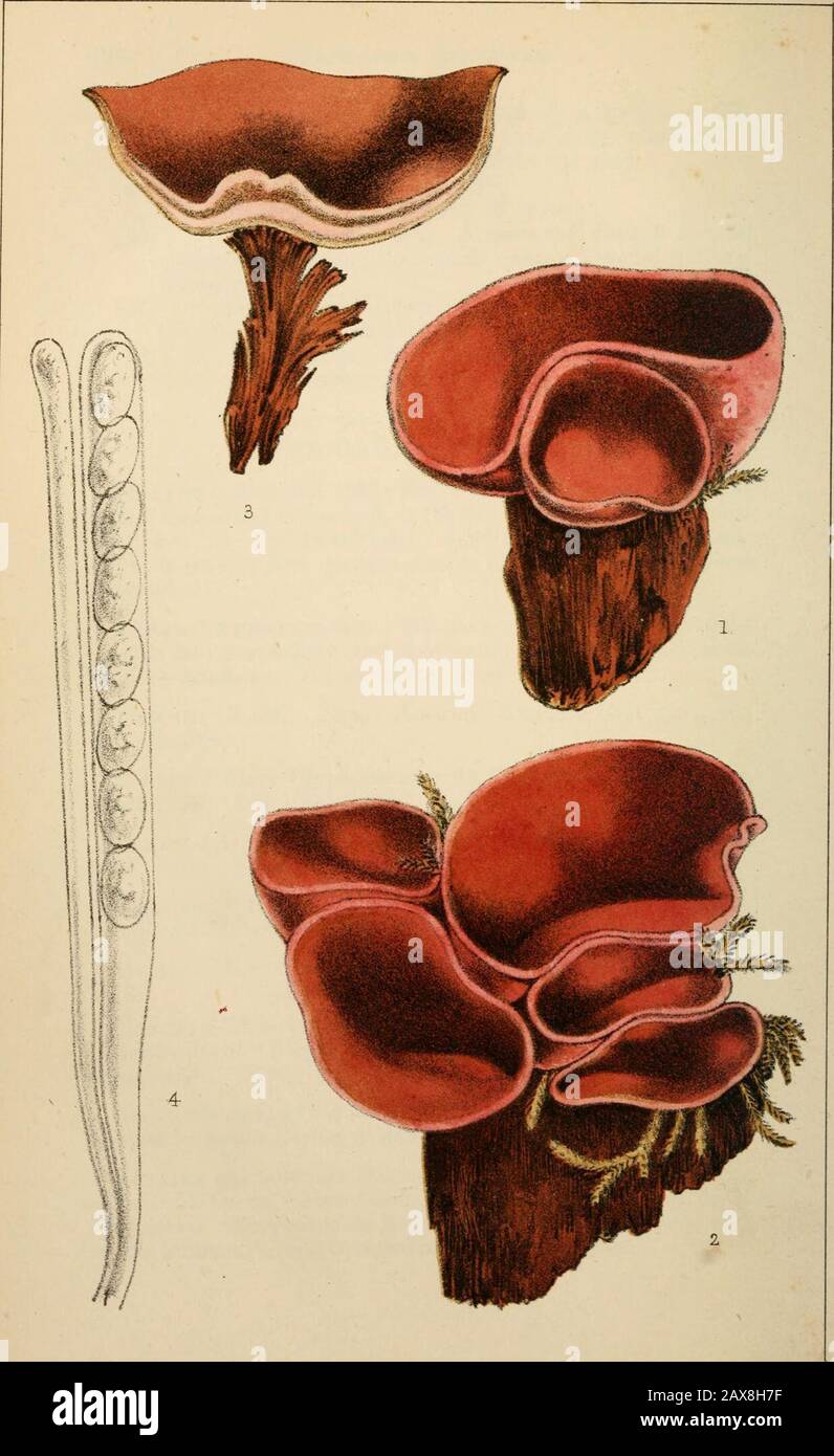 Grevillea . ards the Morphology and Systematic History of the Mosses,by S. 0. Lindberg. All the above papers are in Swedish. Thuemen (F. de.) Fungi Austriaci Exsiceati Ceut iv., v., vi.,4to. Teplitz. Boulay. Flore Cryptogamique de lEst (mousses, sphaignes,hepatiques.) 8vo. Saint-Die. Brefeld (0.) Botanische Untersuchungen iiber Schimmelpilze.Part i., 4to. Leipzig. Fremineau (H.) Anatomie du systeme vasculaire des crypto-games vasculaires de France. 8vo. Paris. Hallier (E.) Zeitschrift fur Parasitenkunde. Vol. iv., part i.1873. Monthly Microscopical Journal. No. xlix. Jan., 1873.Continuation of Stock Photo