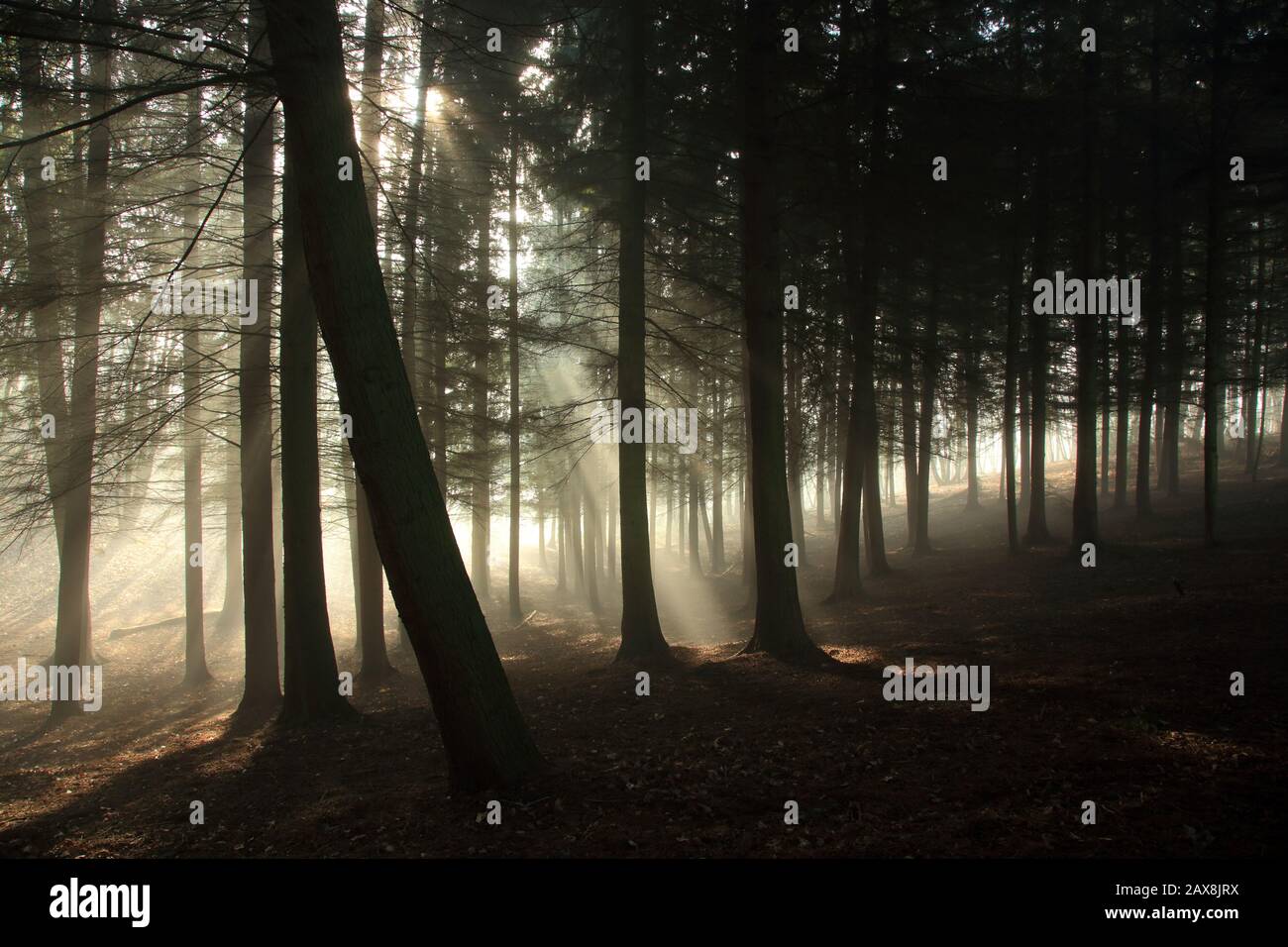 Sunlight streaming through trees on a misty morning in Worcestershire, UK. Stock Photo