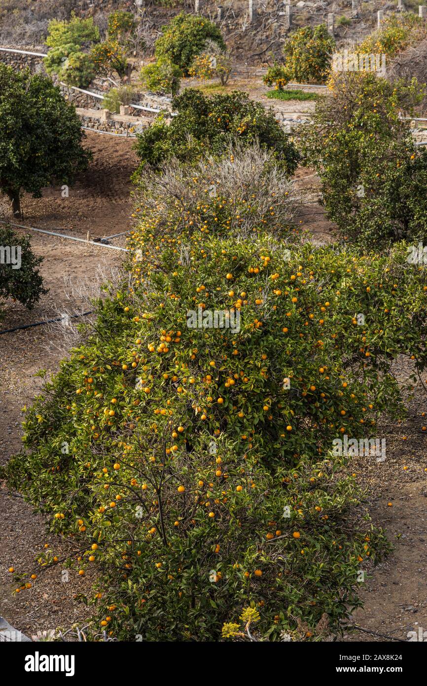 Orange fruit trees in a grove at Chirche in Tenerife, Canary Islands