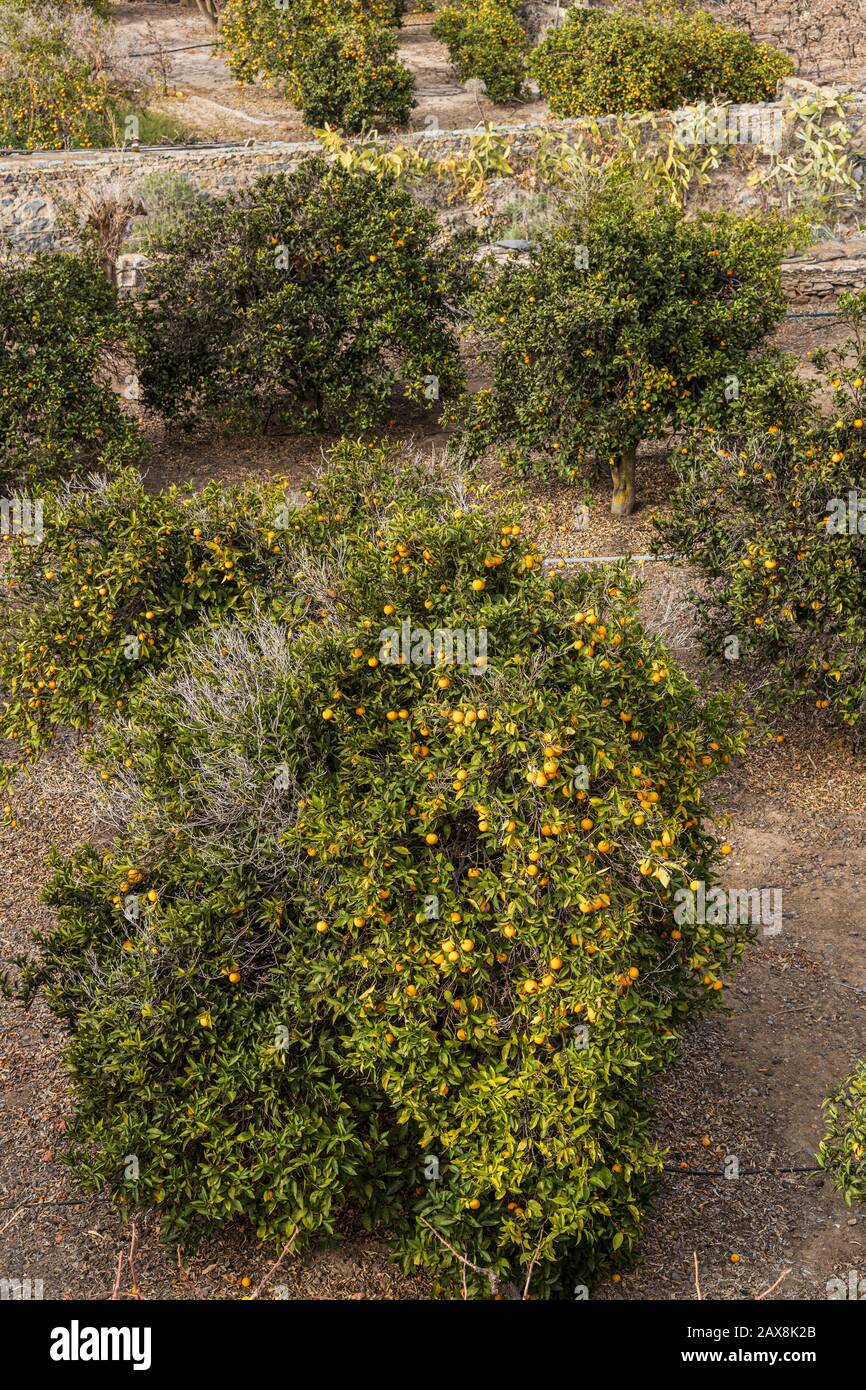 Orange fruit trees in a grove at Chirche in Tenerife, Canary Islands