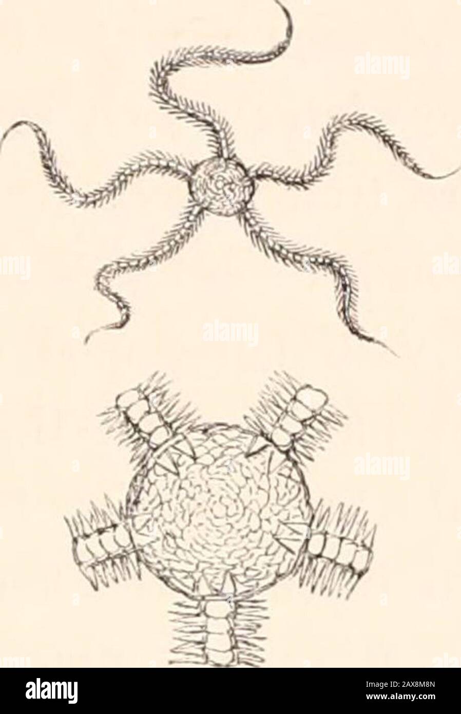 A history of British star-fishes, and other animals of the class Echinodermata . s balls brittle-star. 35 OPIIIUMD&. 0P1UURM.. BALKS BRITTLE-STAR. Ophiocoma Ballli. Thompson. Ophiocoma Dallii, Thompson, Annals of Natural History, vol. V. (April, 1840),p. 99. Specific Character.—Disk round or angular, covered with imbricated scales,two diverging broadly wedge-shaped scales at the base of each ray. Upper ray-scales fan-shaped ; lateral ray-plates, each bearing four spines, which are as longor sometimes longer than the breadth of the ray. This pretty little species, one of the many contributions Stock Photo