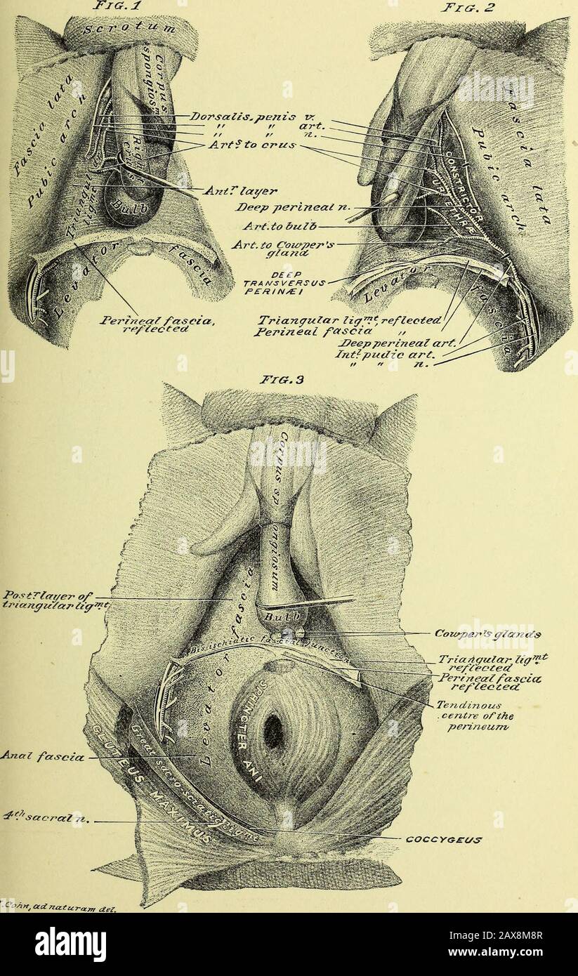 Practical human anatomy [electronic resource] : a working-guide for students of medicine and a ready-reference for surgeons and physicians . PLATE 8. PLATE 9 Stock Photo
