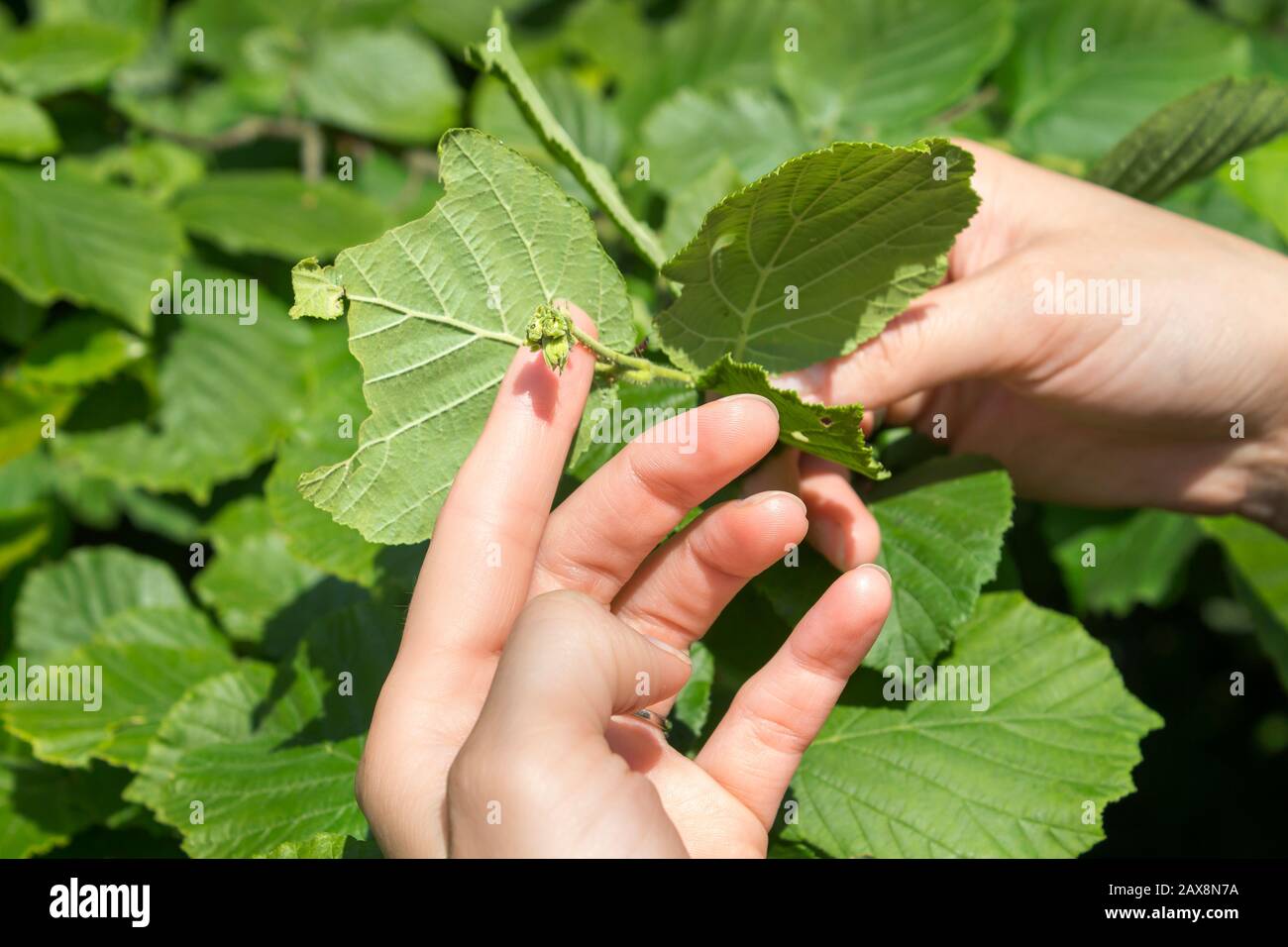 Female hands show tiny fruit buds on the hazelnut tree. Stock Photo