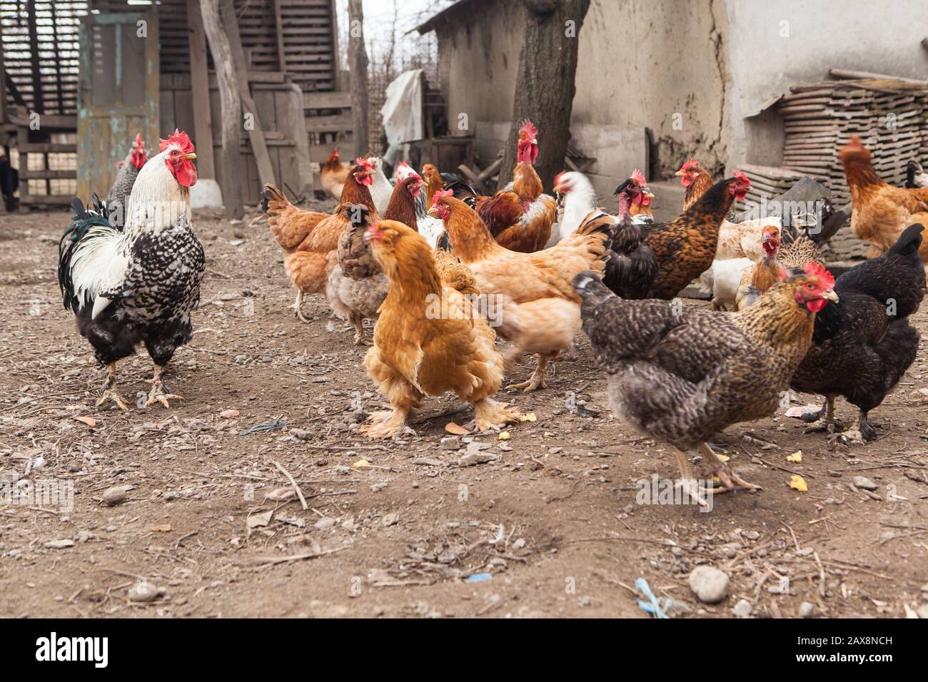 Small chicken farm in Eastern Europe Stock Photo
