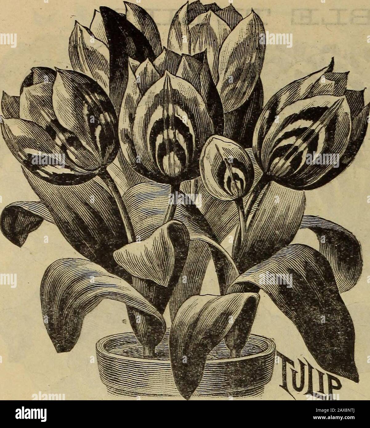 Childs' catalogue of fall bulbs that bloom plants, seeds, shrubs, fruits etcwith a treatise on the culture of bulbs indoors and out. . nd most perfect form. Deep, yellow. Price, 3c. each ; the 10 for 25c; or 30c, dozen;$1.75 per 100 TEN EXTRA FINE DOUBLE EARLYTULIPS. Double Crown—Large and double flower. Darkcardinal-red, with black shading. One ofthe best. Dnke of York—Beautiful incurved flowers of poppv-red, broadly edged white.Glorin Solus — Of enormous size and very double. Bright scarlet, edged yellow.La Candenr-Large and double; wax-like pure whitp. Largely used for cemetery planting.Laf Stock Photo