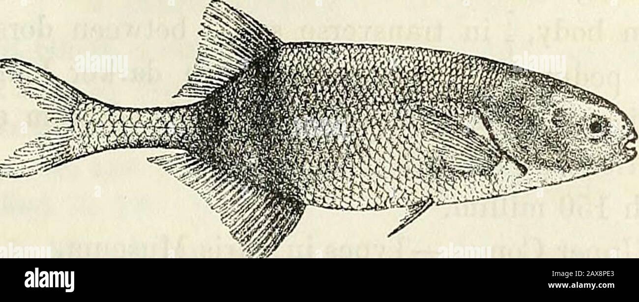 Catalogue of the fresh-water fishes of Africa in the British Museum (Natural History) . Tijdschr. Nederl. Dierk. Ver. (2) iii. 1891, p. 84.Gnatlwnemus moorii, Bouleng. Proc. Zool. Soc. 1898, p. 803, and Poiss. Bass. Congo, p. 94 (1901) ; Pappenh. Mitth. Zool. Mus. Berl. iii. 1907, p. 354. Depth of body 3 to 3f times in total length, length of head 4 to 5times. Head as long as deep or slightly longer than deep, with curvedupper profile; snout short, about  length of head; a globular dermalswelling on the chin ; teeth small, notched, 5 in upper jaw, 6 in lower;eye moderate, f to -f length of sn Stock Photo