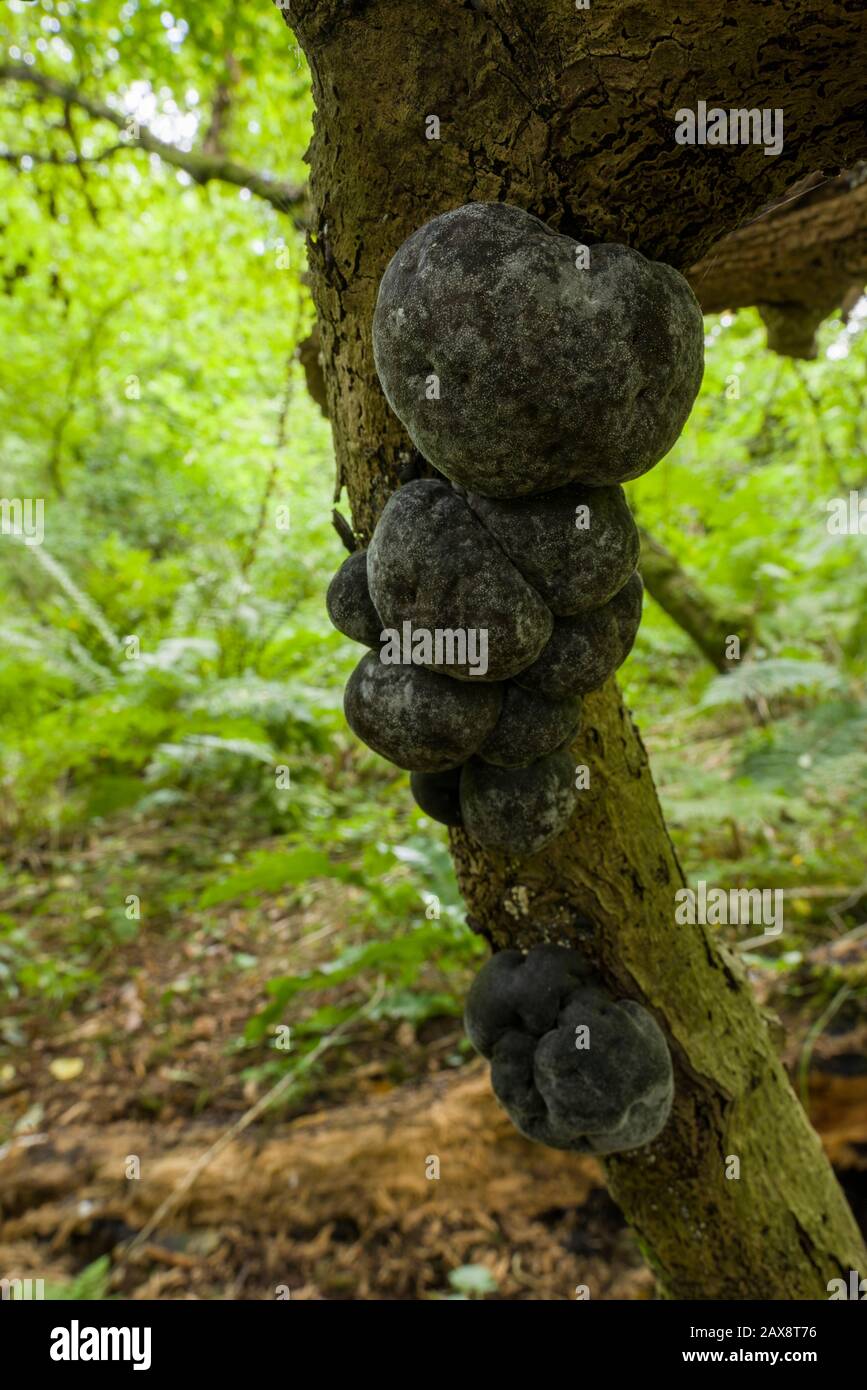 King Alfred's cakes or Cramp Balls (Daldinia concentrica) fungi growing on a rotting branch in a woodland, late summer. Stock Photo