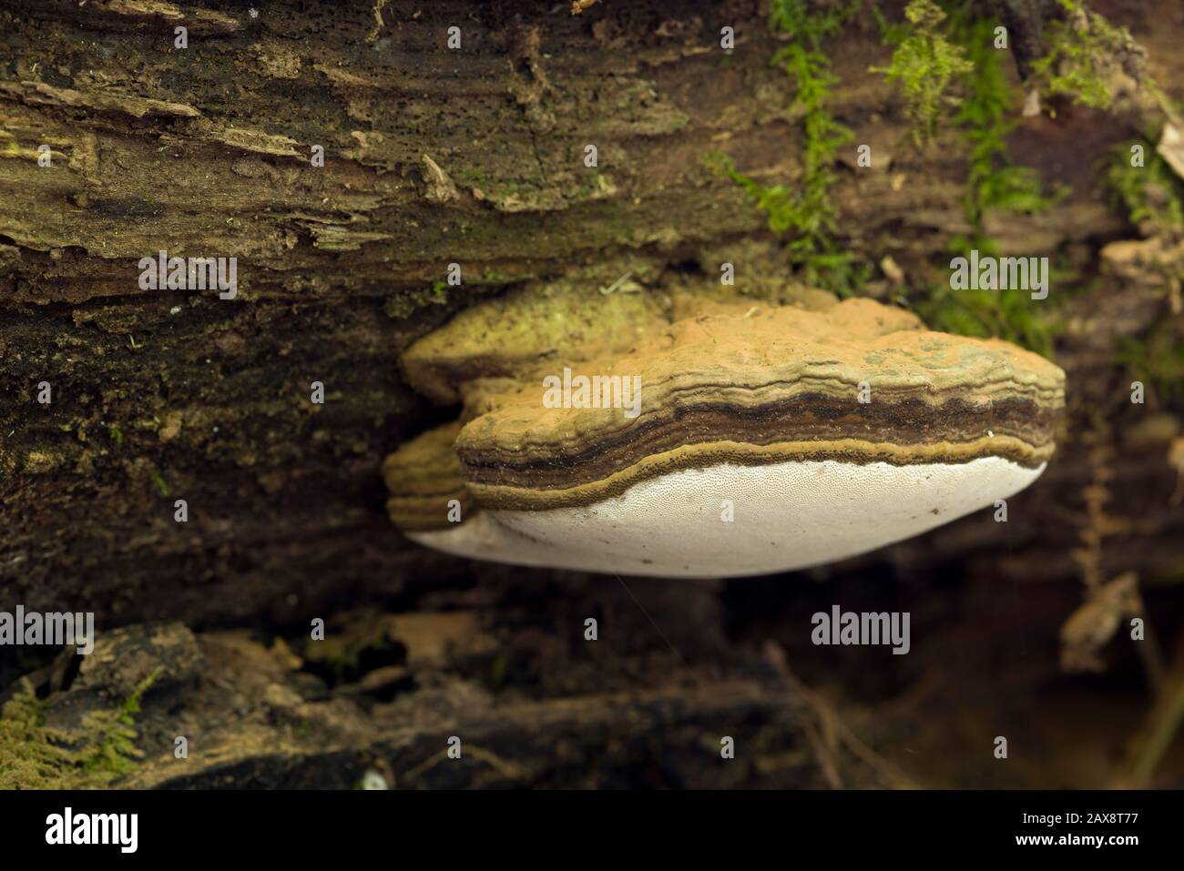 Artist's Bracket (Ganoderma applanatum) fungi covered in spores on a rotting log in woodland. Stock Photo