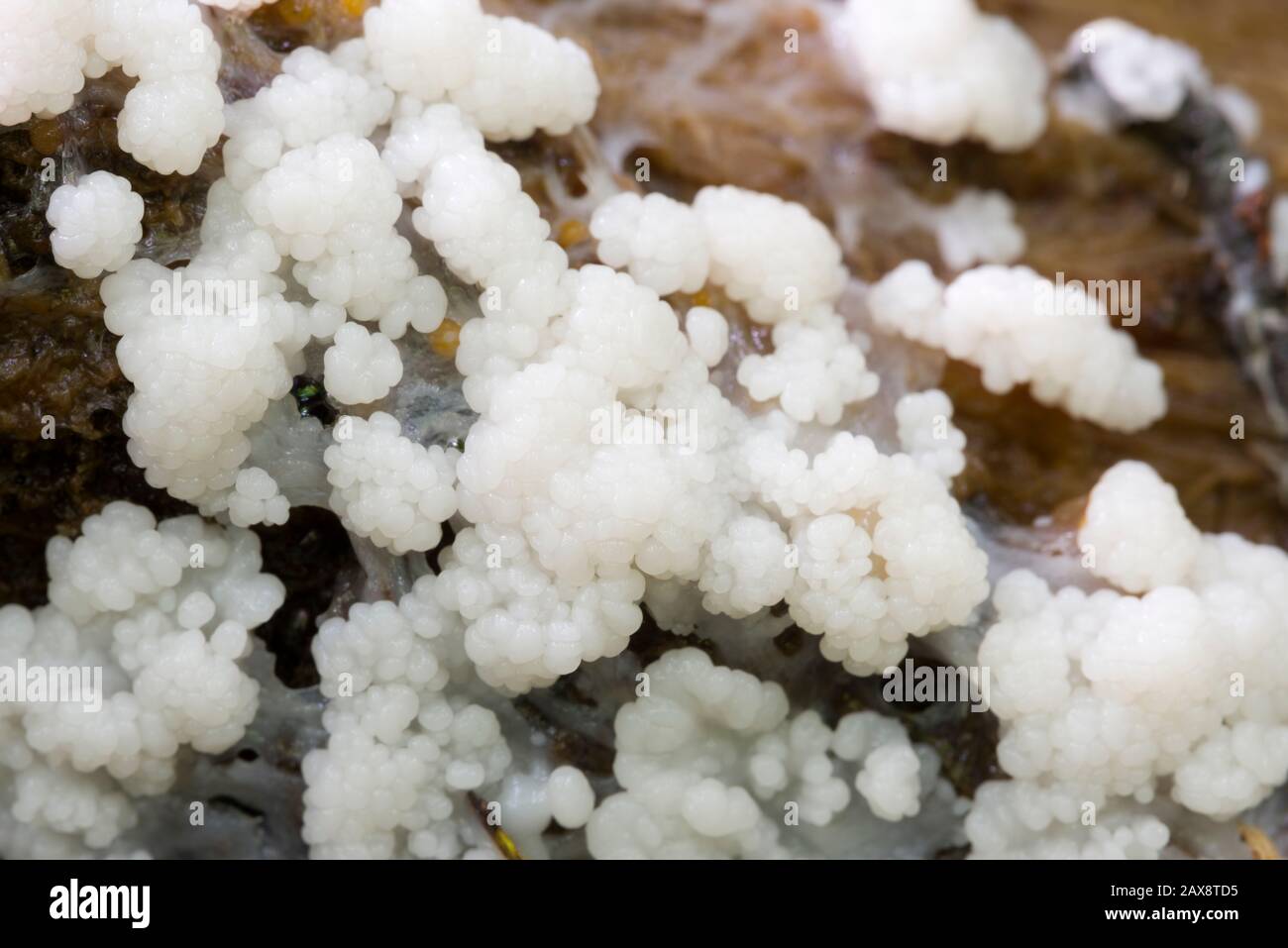 A slime mould forming it's fruiting bodies on a rotting log in a woodland in the south west of England. Stock Photo