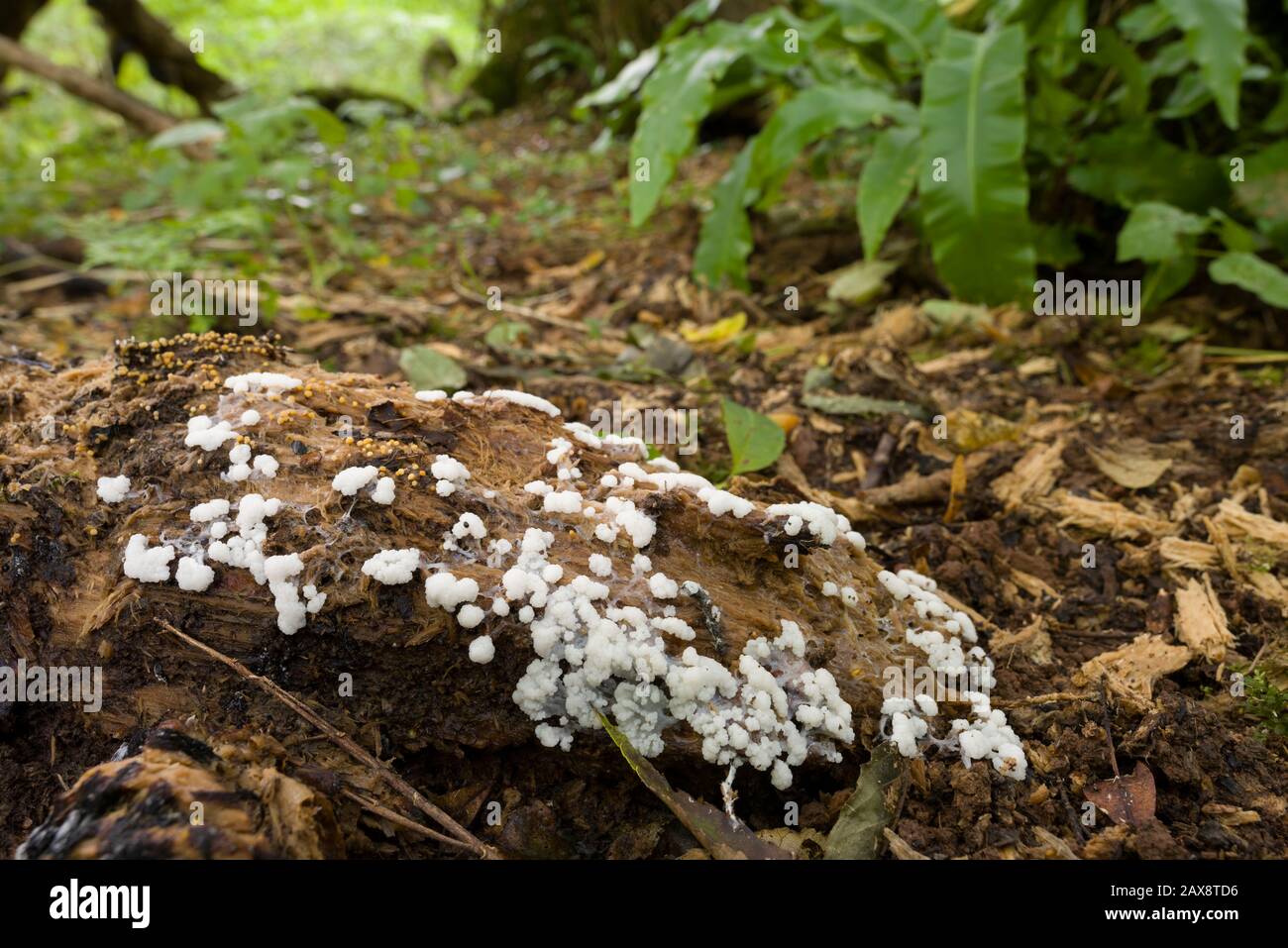 A slime mould forming it's fruiting bodies on a rotting log in a woodland in the south west of England. Stock Photo