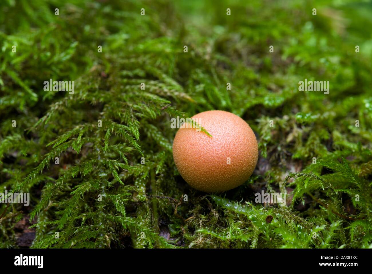 The fruiting body of Wolf's Milk (Lycogala terrestre) slime mould growing with moss on a rotting log in woodland. Also known as Groening's Slime. Stock Photo