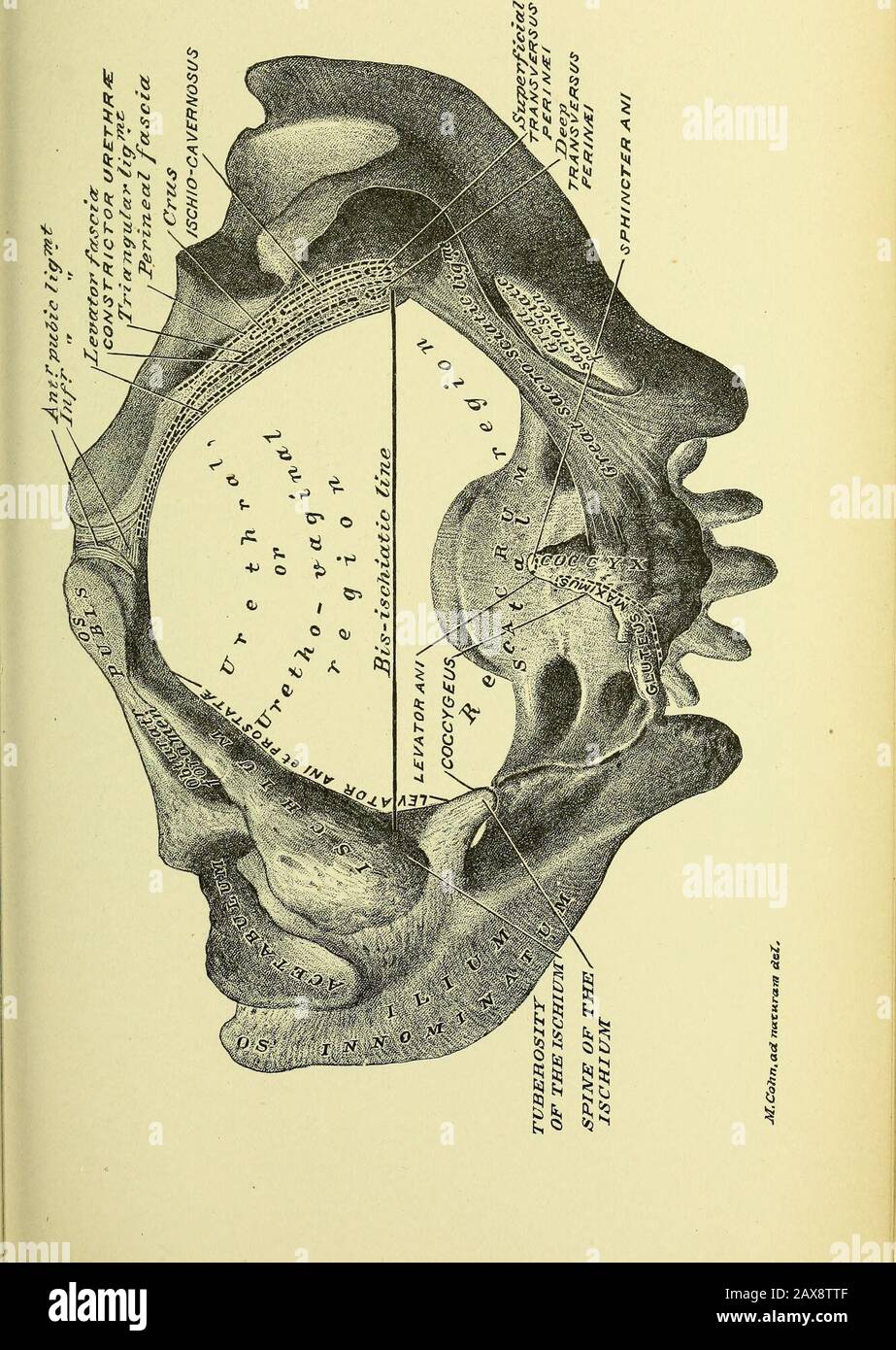 Practical human anatomy [electronic resource] : a working-guide for ...