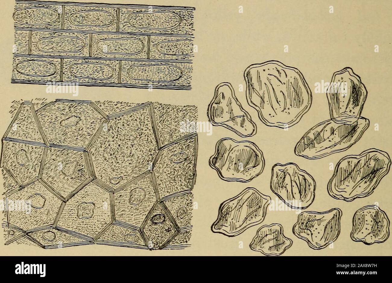 Examination of the urine; a manual for students and practitioners . rms of vegetable matter
