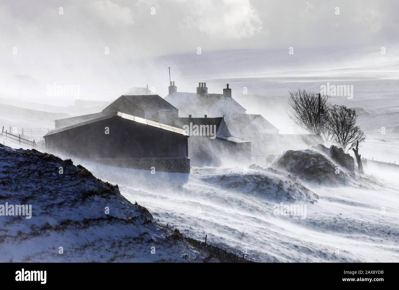 Teesdale, County Durham, UK.  11th February 2020. UK Weather.  With a yellow weather warning in force for snow, heavy snow showers and strong winds are creating blizzard conditions in Teesdale, County Durham, North East England. Credit: David Forster/Alamy Live News Stock Photo