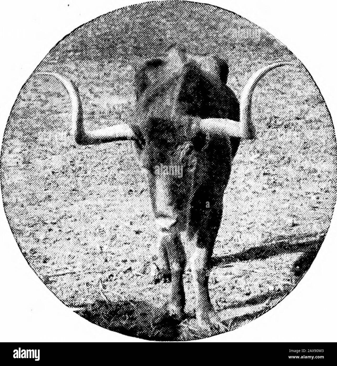 DrDavid Roberts' practical home veterinarian . ure bred strains in their herds. It would be interesting to trace the history of cattle, step by step, in their improve-ment from the earliest time, but from the facts which history gives it would be a hardmatter to get any satisfactory information. The first systematic breeder of whom wehave any record was Jacob. It is reasonably certain that he understood something ofthe principles of mating cattle, but did not use his understanding so much in the matterof improving the breed, or to the good qualities for milking or beef, as he did in pro-ducing Stock Photo