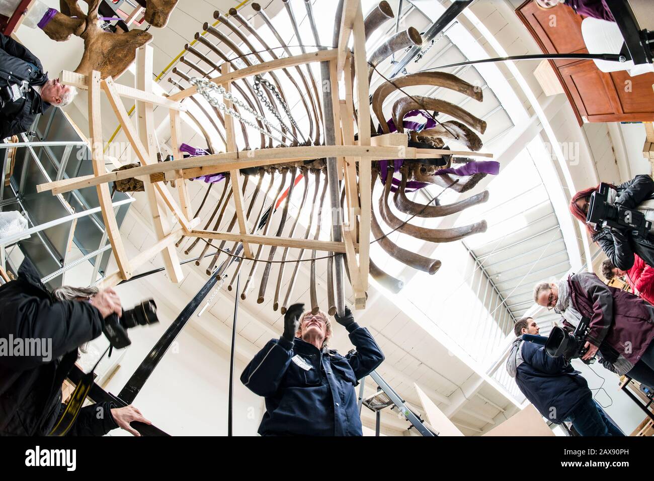 Darmstadt, Germany. 11th Feb, 2020. Experts of a forwarding agency pack the skeleton of a huge fossil elephant of the Hessian State Museum for transport. On Thursday (13.02.2020), the approximately 14,000 year-old bones of the mastodon, packed in five crates, are to be transported by cargo plane from Frankfurt to the USA, where they will be on display in an exhibition at the Smithsonian American Art Museum in Washington on the German researcher Alexander von Humboldt (1769 - 1859) in the US capital. Credit: Frank Rumpenhorst/dpa/Alamy Live News Stock Photo