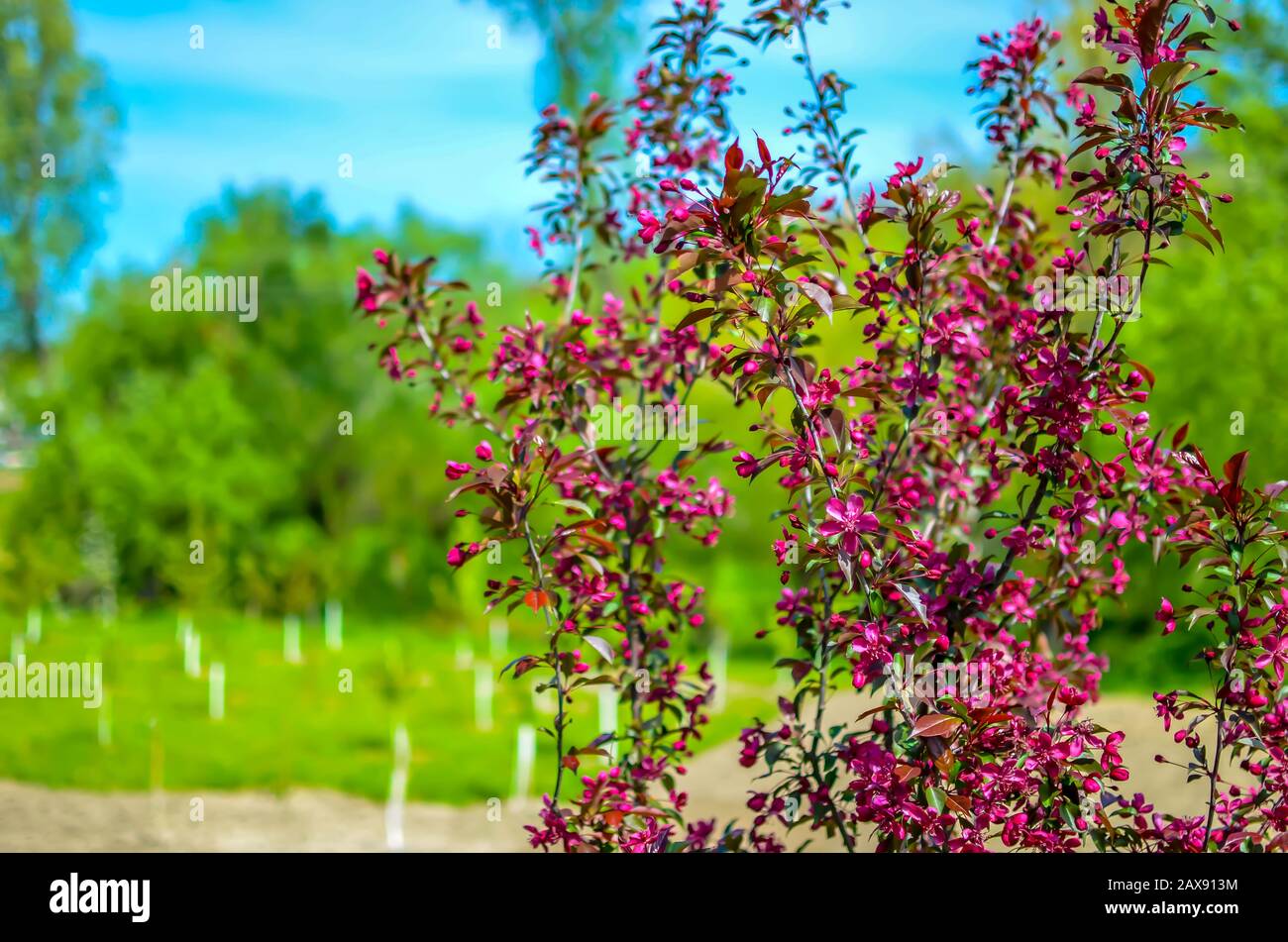 Red buds of decorative apple tree Malus Niedzwetzkyana . City greening. Springtime. Stock Photo