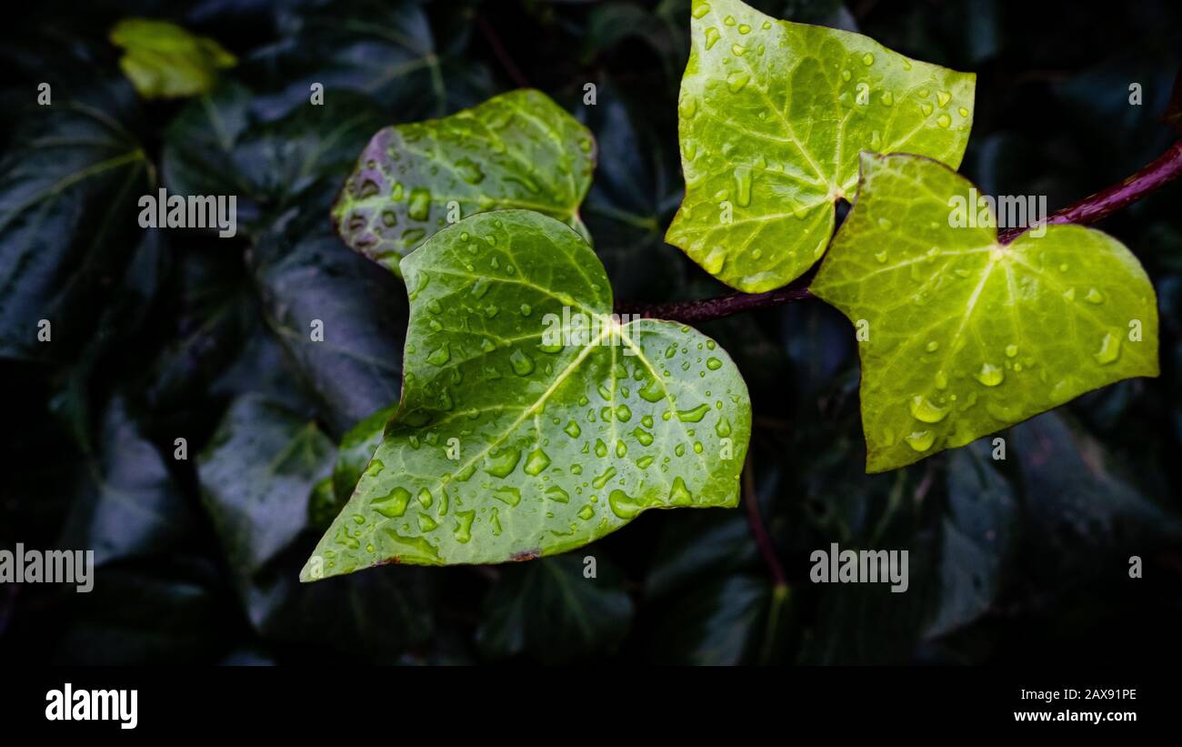 Green leaf with water drops for background Stock Photo - Alamy
