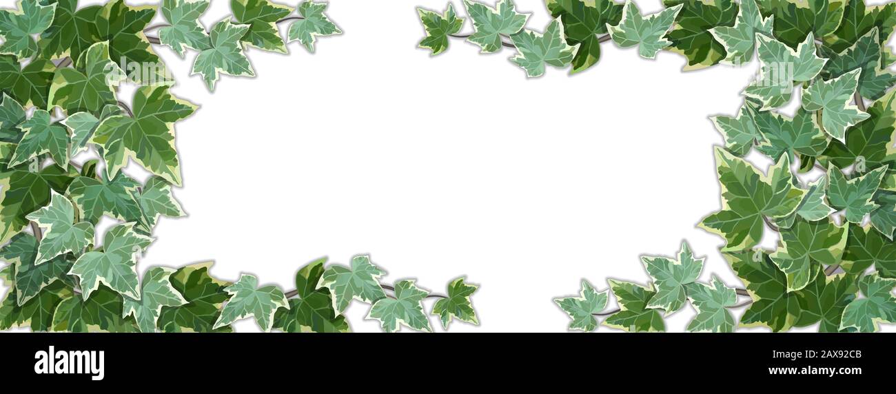 White panoramic background half covered by common ivy leaves. Background vector illustration with copy space frame Stock Vector