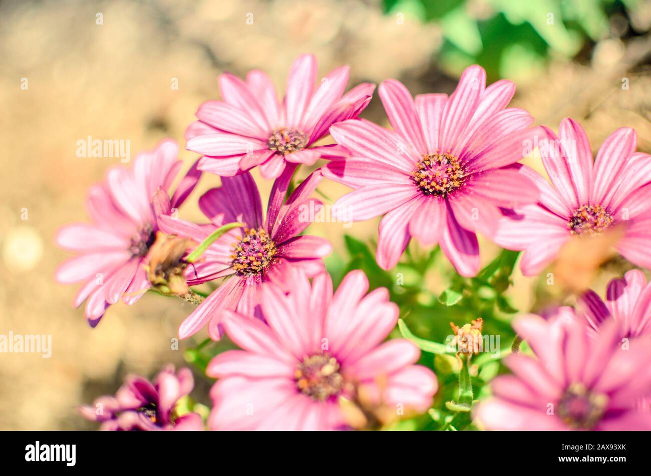 Purple daisy flower growing in spring garden Stock Photo Alamy