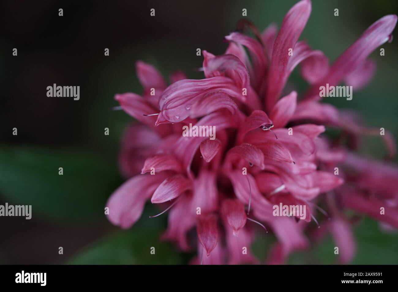 Flowers in bloom, Sydney, Australia Stock Photo Alamy