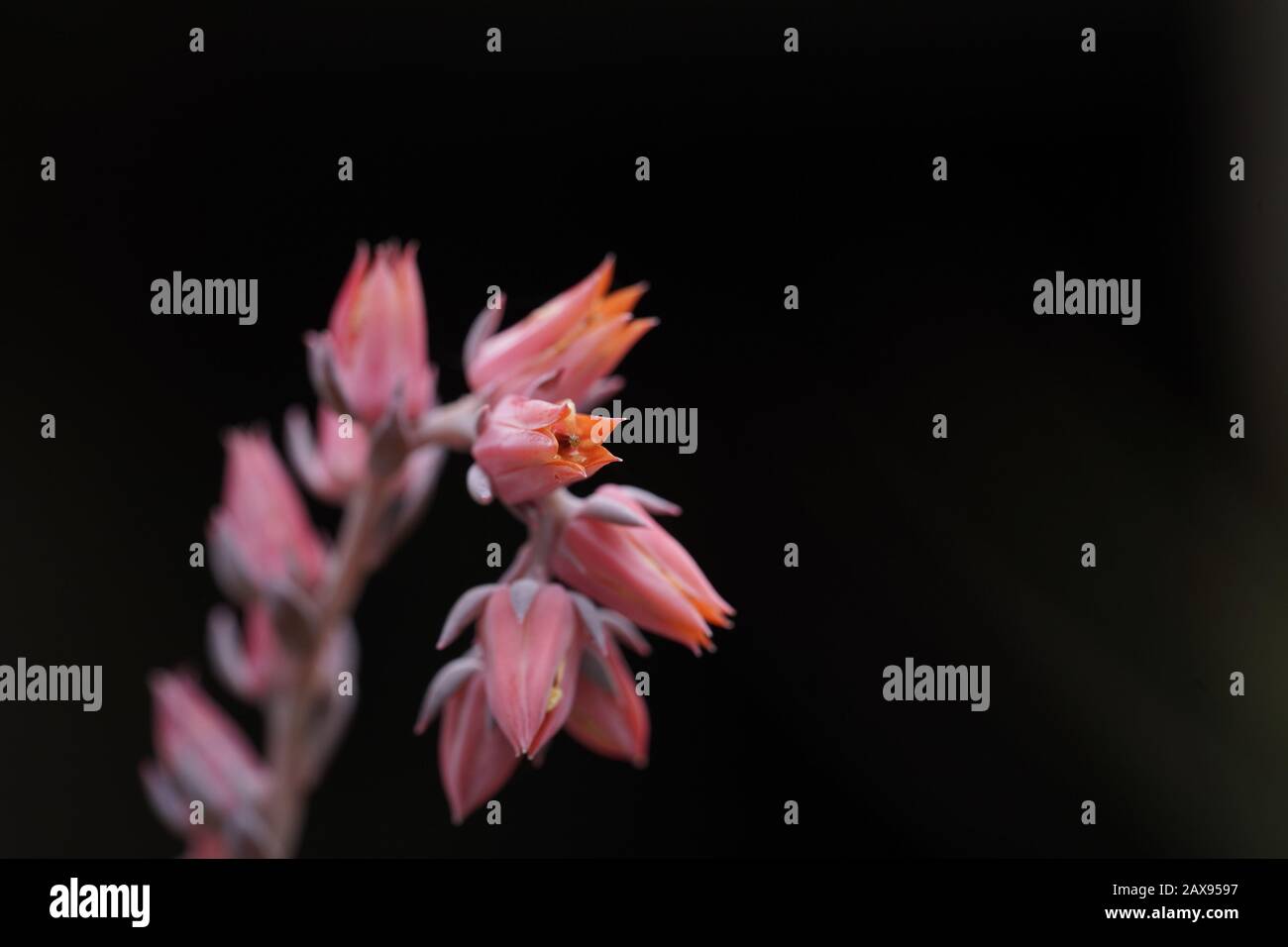 Flowers in bloom, Sydney, Australia Stock Photo Alamy