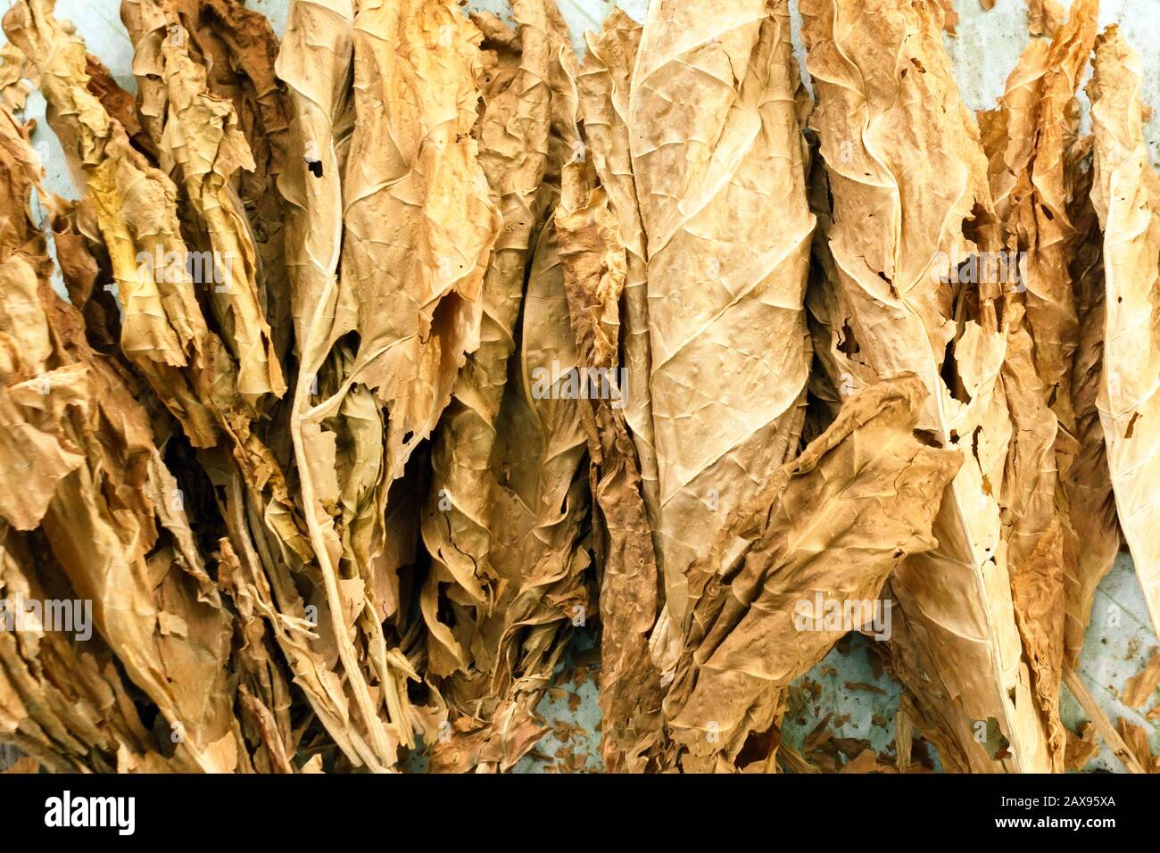 Raw tobacco leaf hires stock photography and images Alamy