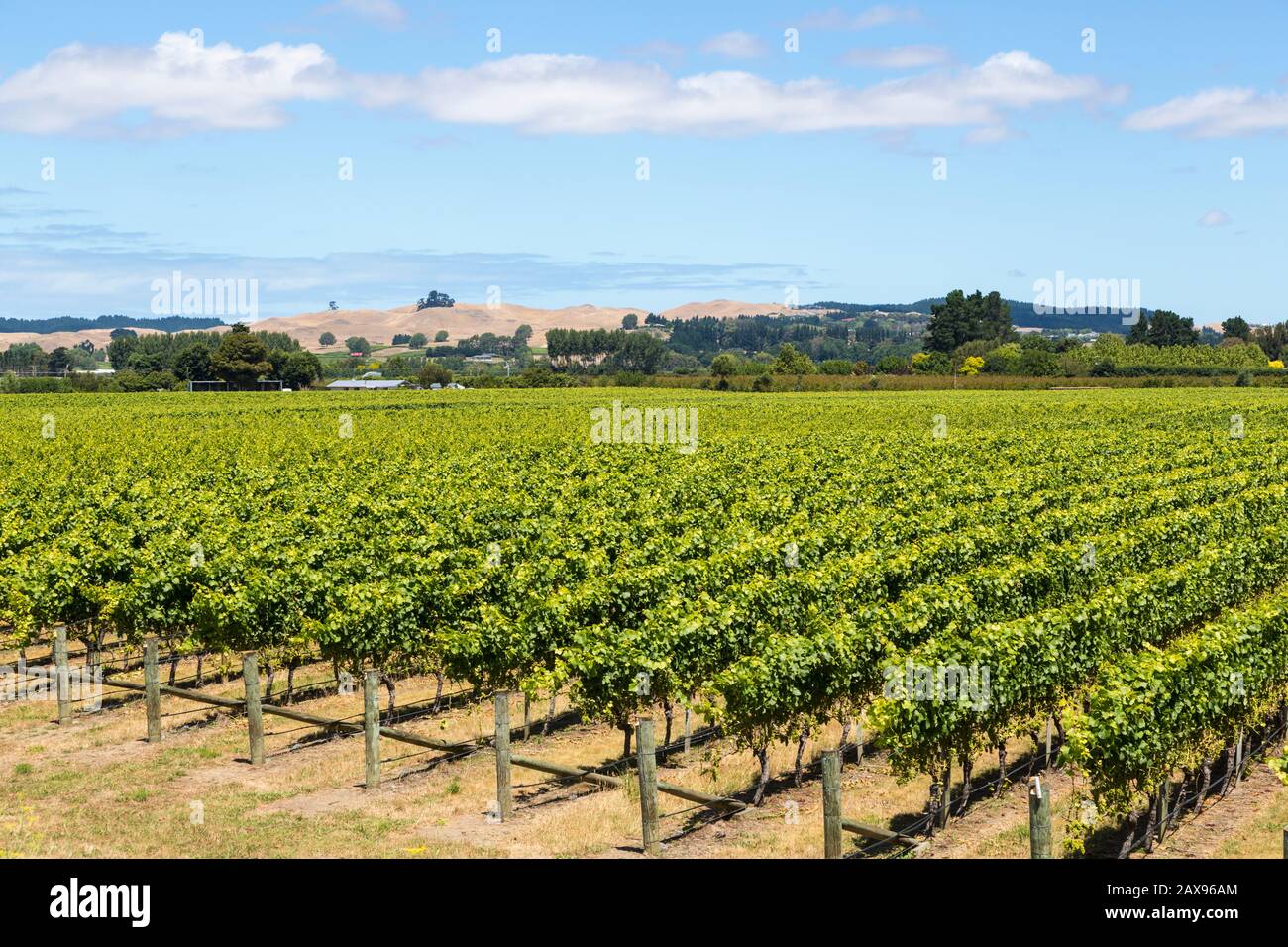 Vineyard, Esk Valley, Hawkes bay, New Zealand Stock Photo