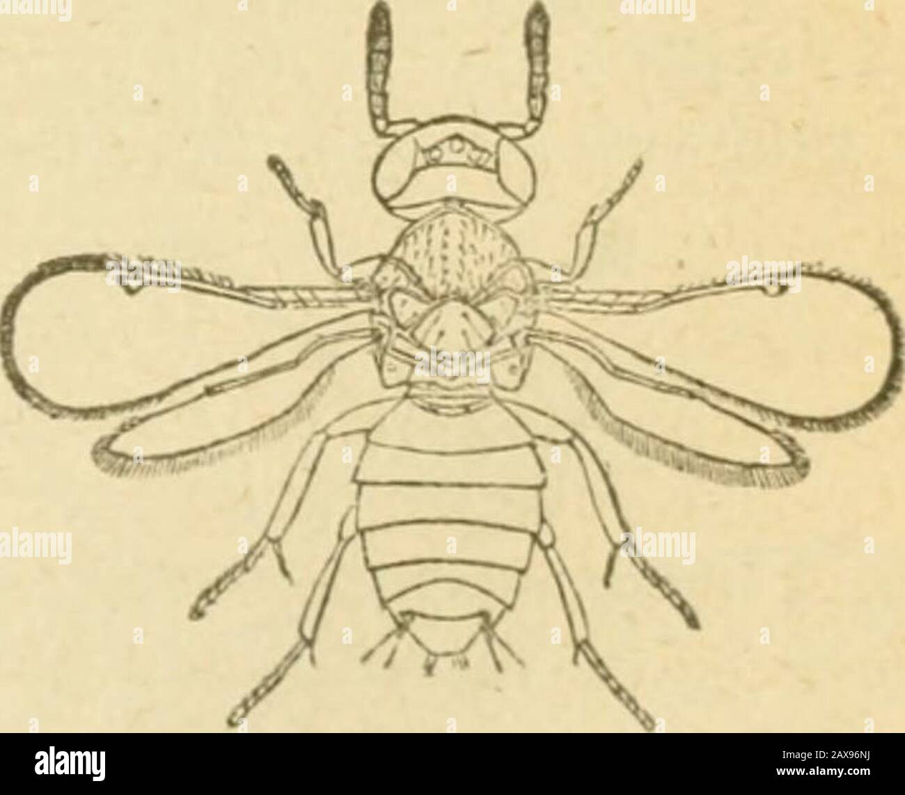 Upa Insect Insects affecting the orange . ation to al)upa of dark color, and from ...