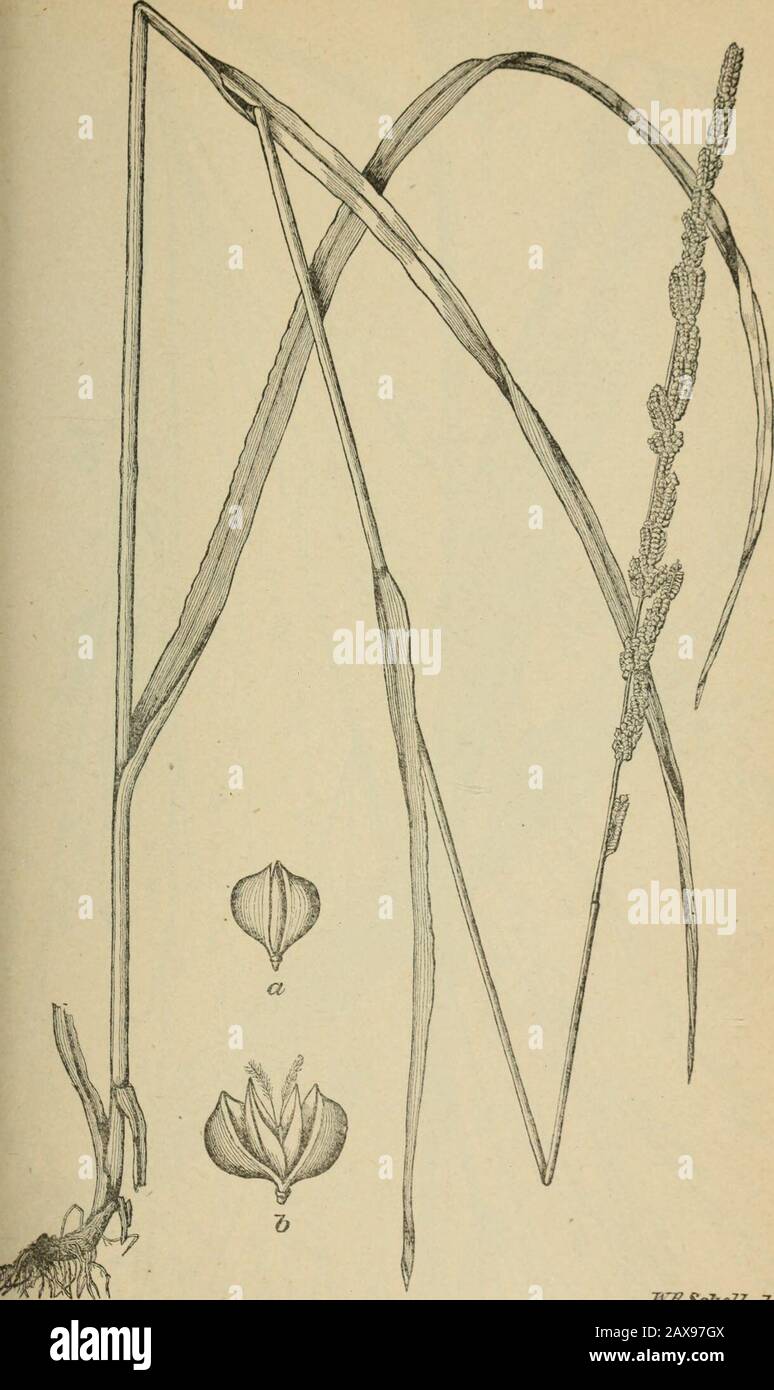 The agricultural grasses and forage plants of the United States; and such foreign kinds as have been introduced . ItZiJchoU.aeZs* Paspalum distichum. Plate 8.. TMScJioll.ael, BecKMAXXIa ERUOaEFORMIS. Stock Photo