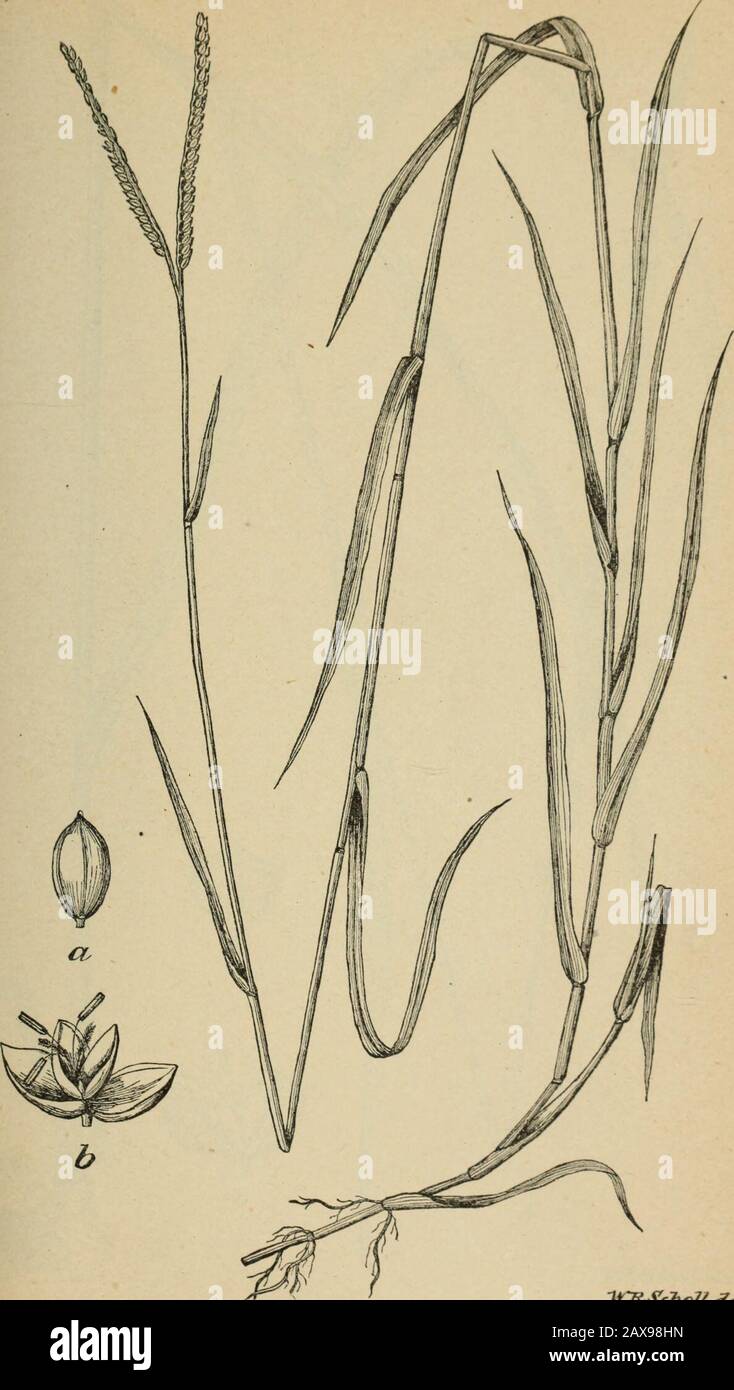 The agricultural grasses and forage plants of the United States; and such foreign kinds as have been introduced . Plate 6. W.F^.SCHCLL.deL. Paspalum platycaule. Plate 7.. ItZiJchoU.aeZs* Paspalum distichum. Plate 8. Stock Photo
