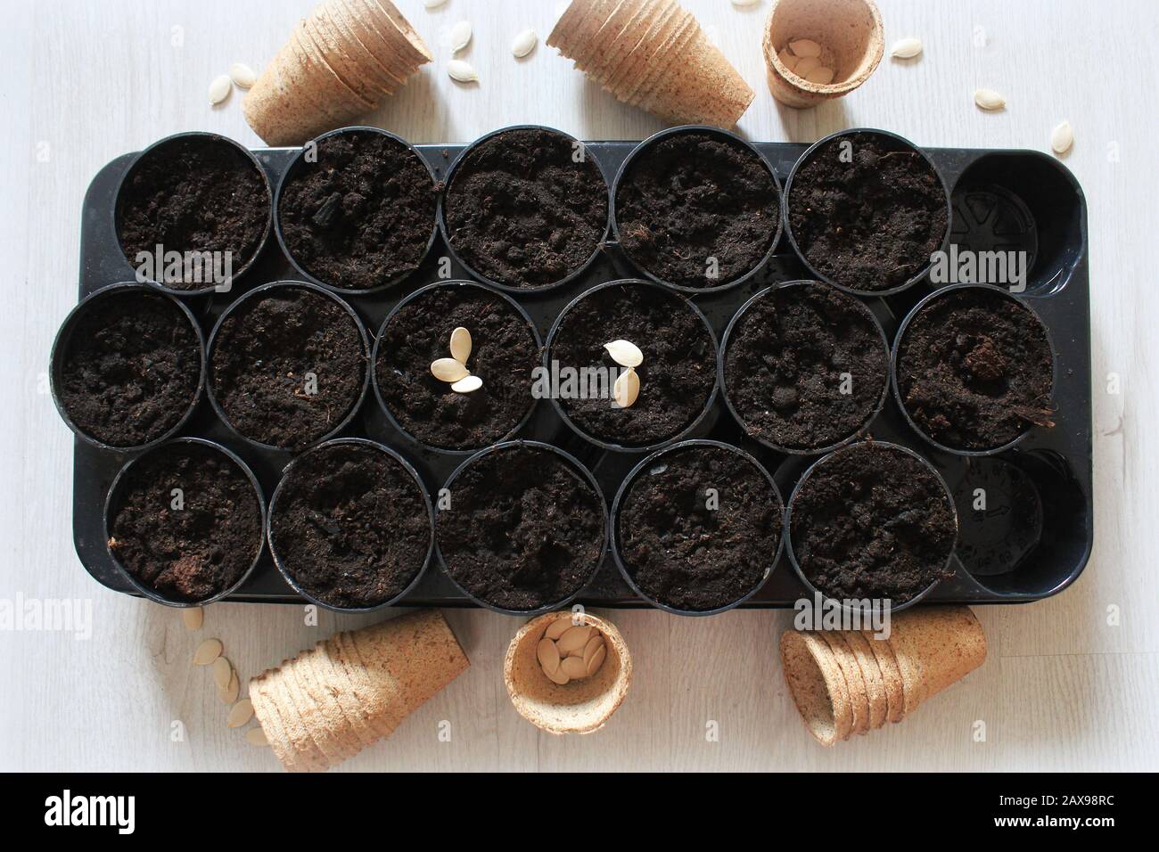 Gardening and plant growing concept . Pumpkin seeds and peat pot for