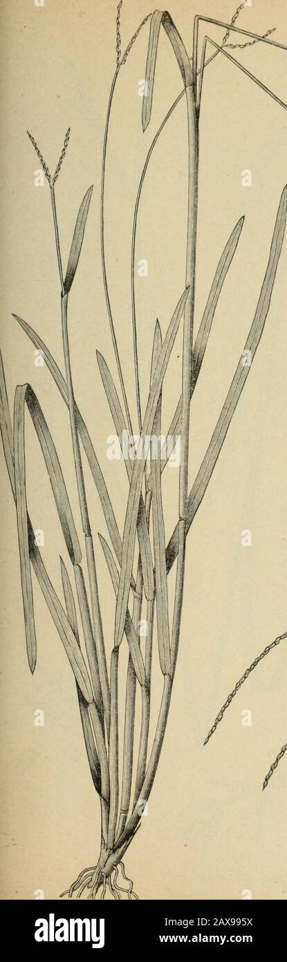 The agricultural grasses and forage plants of the United States; and such foreign kinds as have been introduced . Paspalum dilatatum.. Plate 6. W.F^.SCHCLL.deL. Paspalum platycaule. Plate 7. Stock Photo