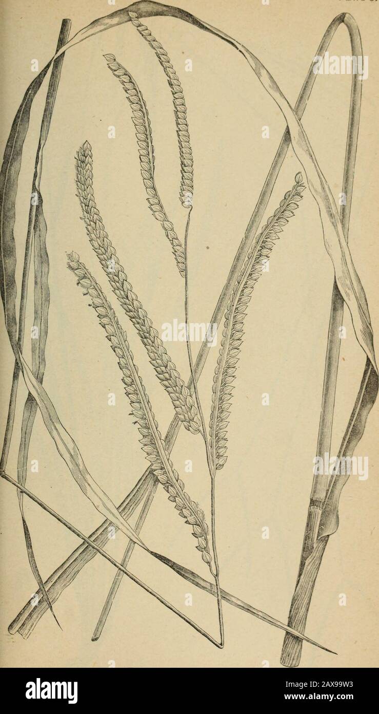 The agricultural grasses and forage plants of the United States; and such foreign kinds as have been introduced . Dissections of grass flowers. Plate 5.. Paspalum dilatatum. Stock Photo
