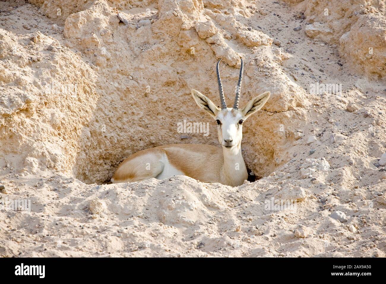 Sand Gazelle High Resolution Stock Photography and Images - Alamy