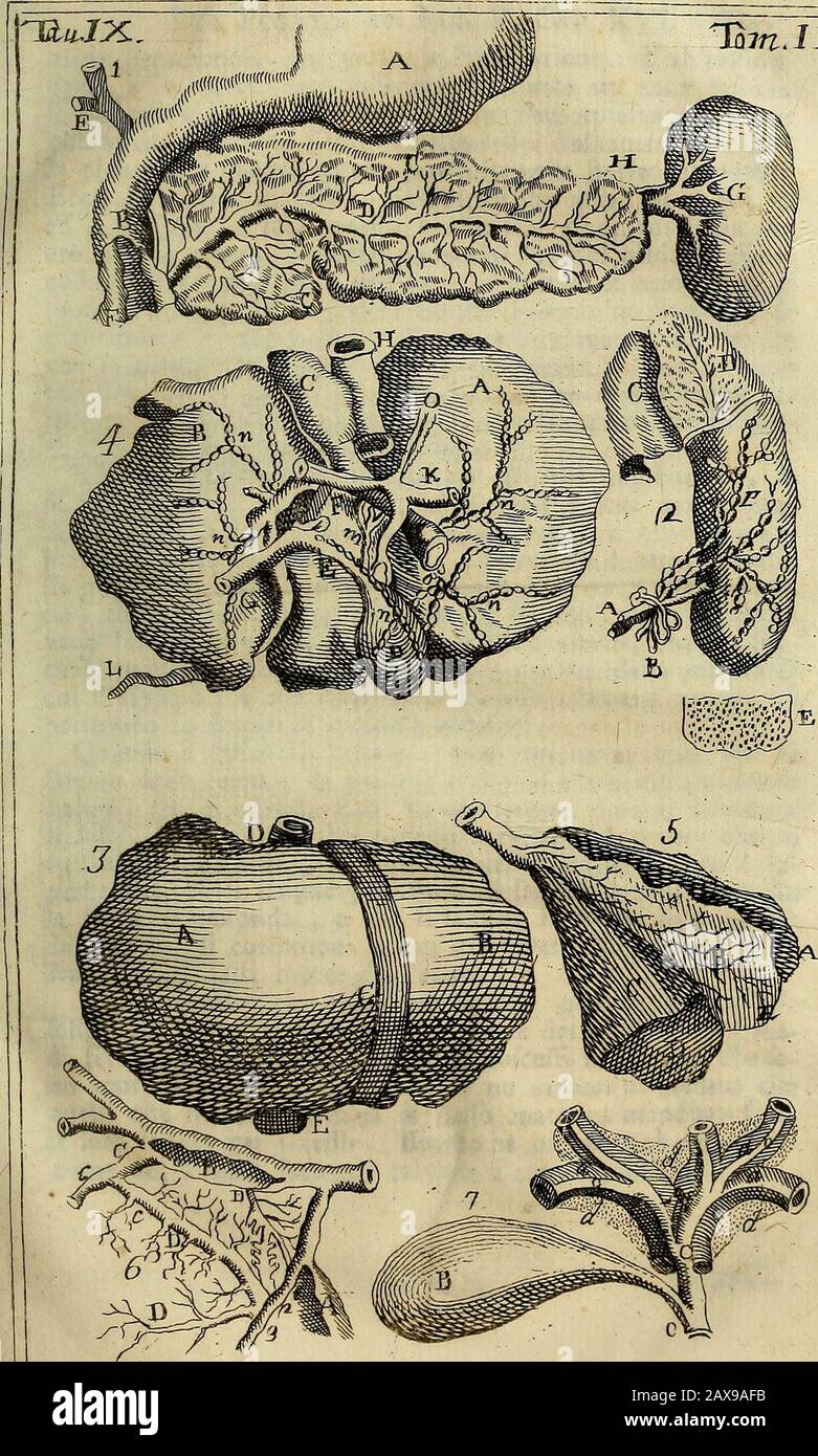 Anatomia chirurgica : ovvero descrizione efatta delle parti del corpo umano, con osservazioni utili a' chirurghi nella practica della loro professione : opera publicata prima dal signor Giovanni Palfino ..indi corretta, intieramente riformata, ed accresciuta di una nuova osteologia dal signor APetit ..ore per la prima volta tradotta dalla Francese nell' Italiana favella da un celebre professore di medicina, e da questo arrichita a' suoi luoghi di molte nuove osservazioni spettanti all' anatomia, ed alle principali infermitÃ chirurgiche, e di nuove figure in rame; e per ciÃ² divisa in tre tomi Stock Photo