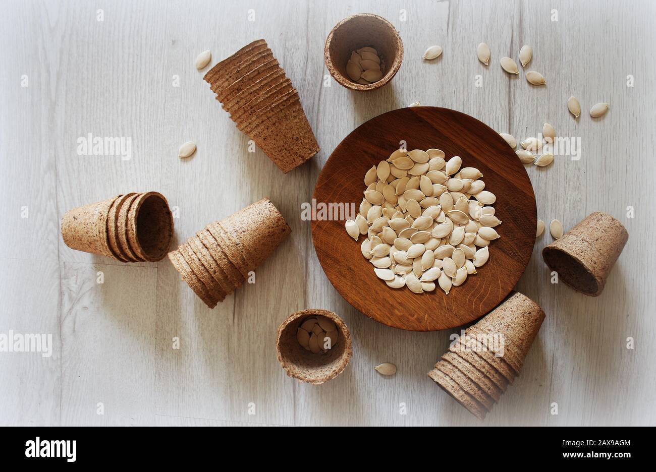 Gardening and plant growing concept . Pumpkin seeds and peat pot for