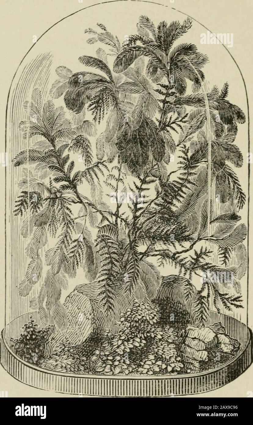 The fern garden : how to make, keep, and enjoy it ; or, Fern culture made easy . Mr. Pascall, a potter at Chiselhurst. It can be obtainedof the dealers in ferns, and forms a very neat tableornament, as the pot is made of fine red ware and isroughly ornamented. Another form of the same Kind of tnmg consists of aglass dish with rim and bell-glass, the whole very neatlyfinished, and forming, if skilfully fitted, a most elegantminiature fern garden. Fern cases constructed of wood or metal frames, withboxes or troughs for soil, have been made in endless 44 The Fern Garden. variety^ yet for real uti Stock Photo