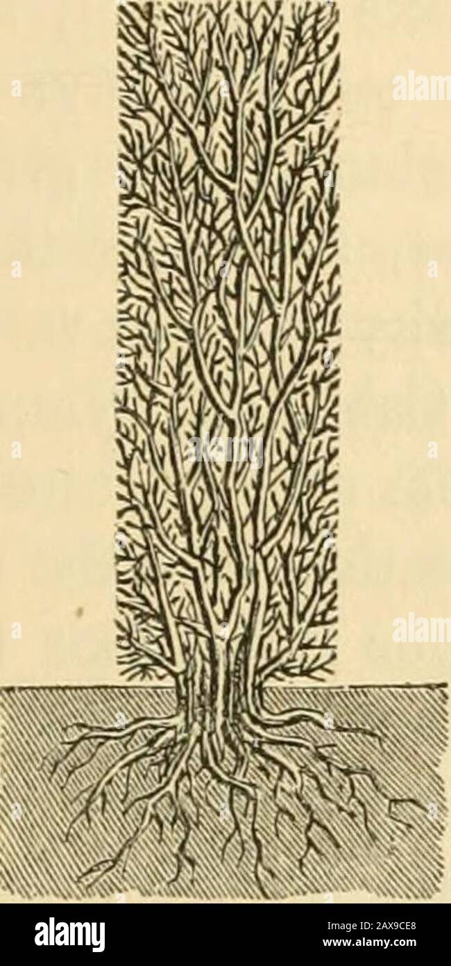 The Magazine Of Horticulture Botany And All Useful Discoveries And Improvements In Rural Affairs Ted If So Theywould Not Be Such Ill Shaped Things As Are Usually Seen As We Have Remarked The Magazine Of Horticulture Botany And All Useful Discoveries And Improvements In Rural Affairs Ted If So Theywould Not Be Such Ill Shaped Things As Are Usually Seen As We Have Remarked
