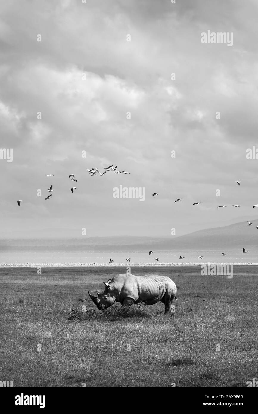 Africa Wild Rhinoceros Black And White Photo Animal From The